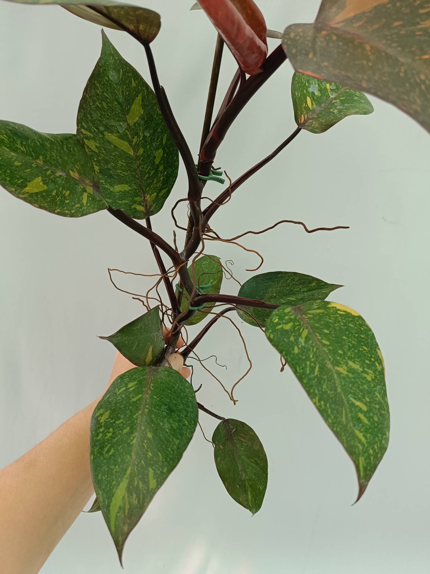 Philodendron Orange Princess Variegata | Welovetropicalplants