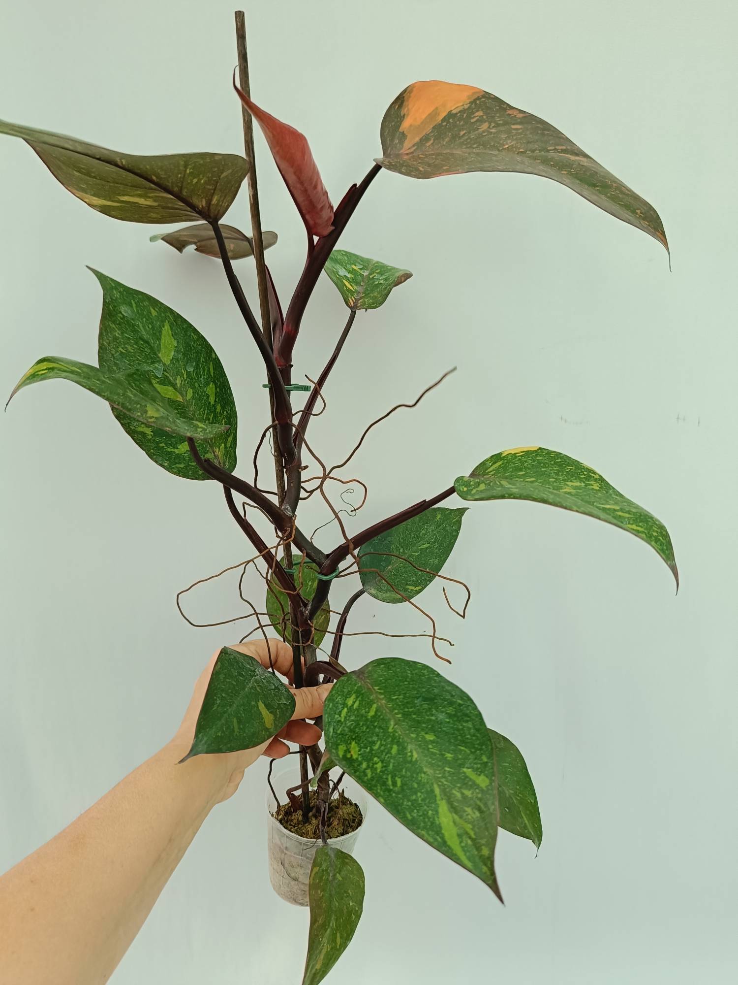 philodendron orange princess variegated Philodendron Orange Princess Variegata