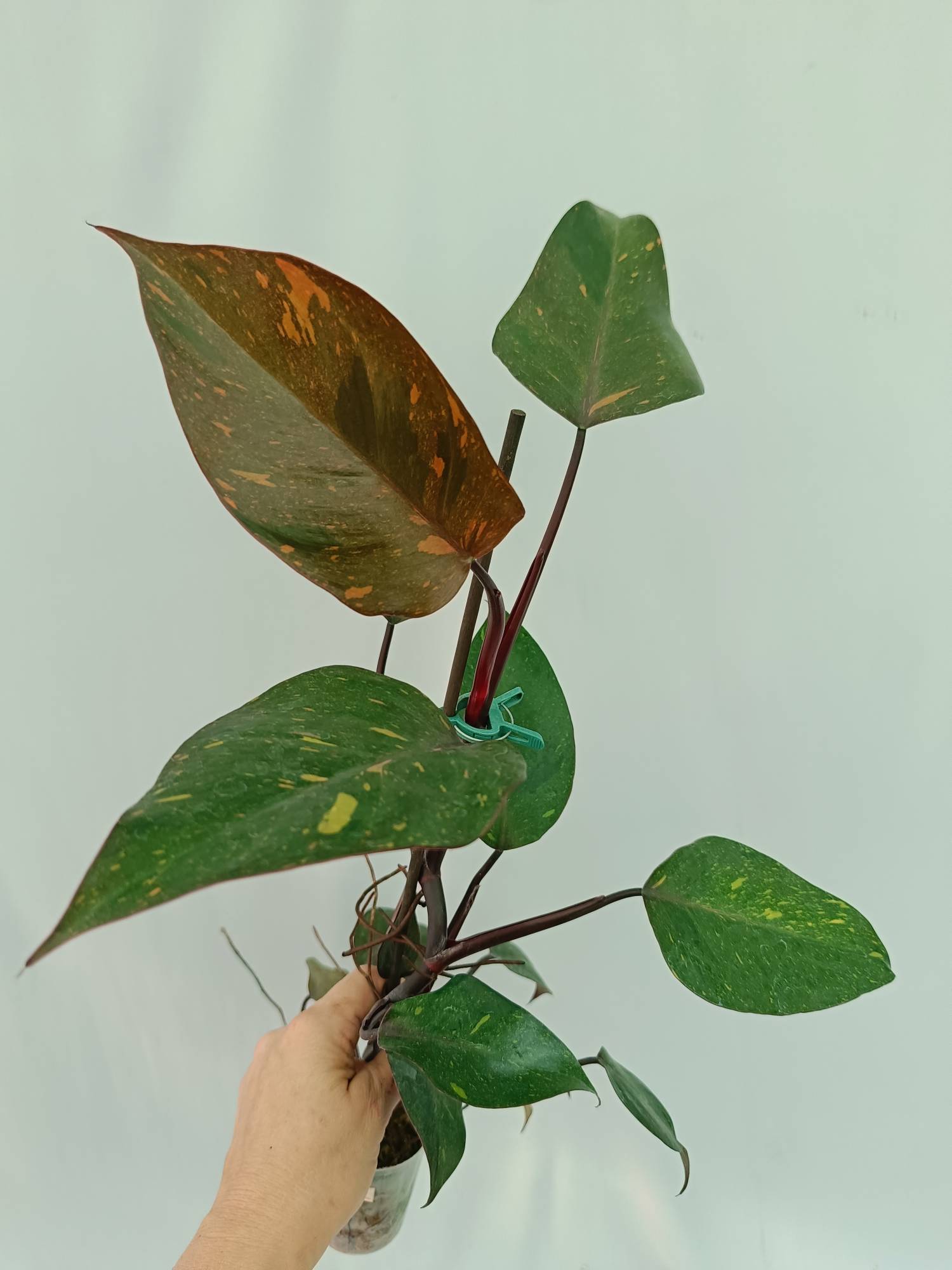 Philodendron Orange Princess
