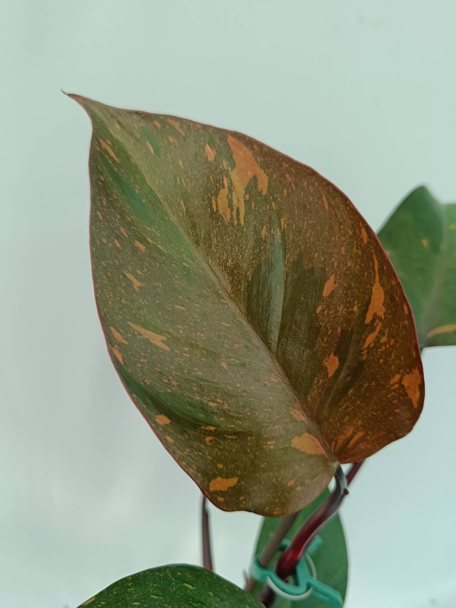 Philodendron Orange Princess