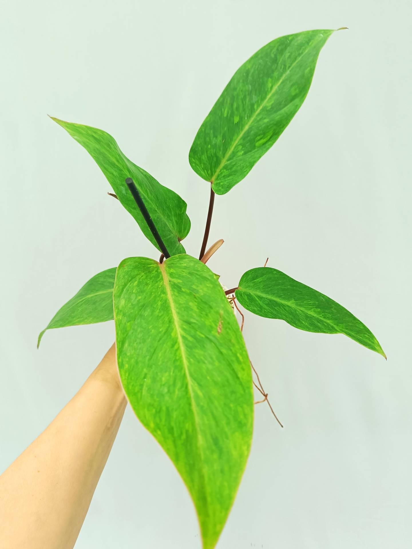 Philodendron Painted Lady 