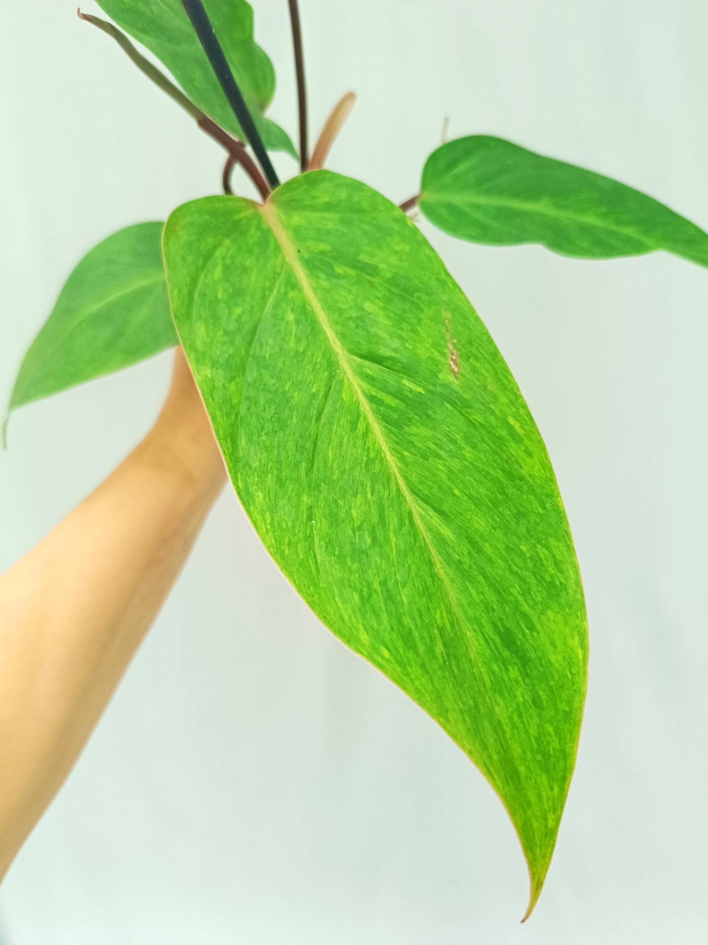 Philodendron Painted Lady 