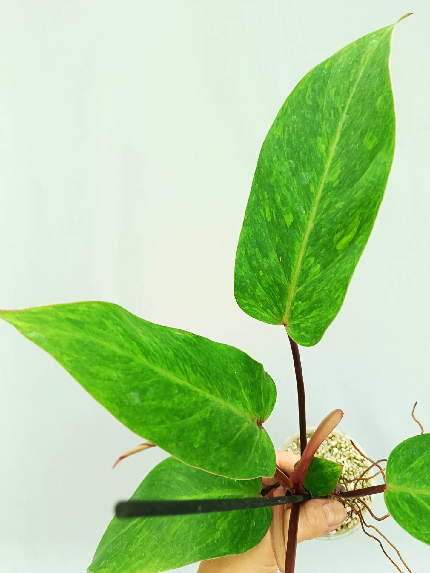 Philodendron Painted Lady 