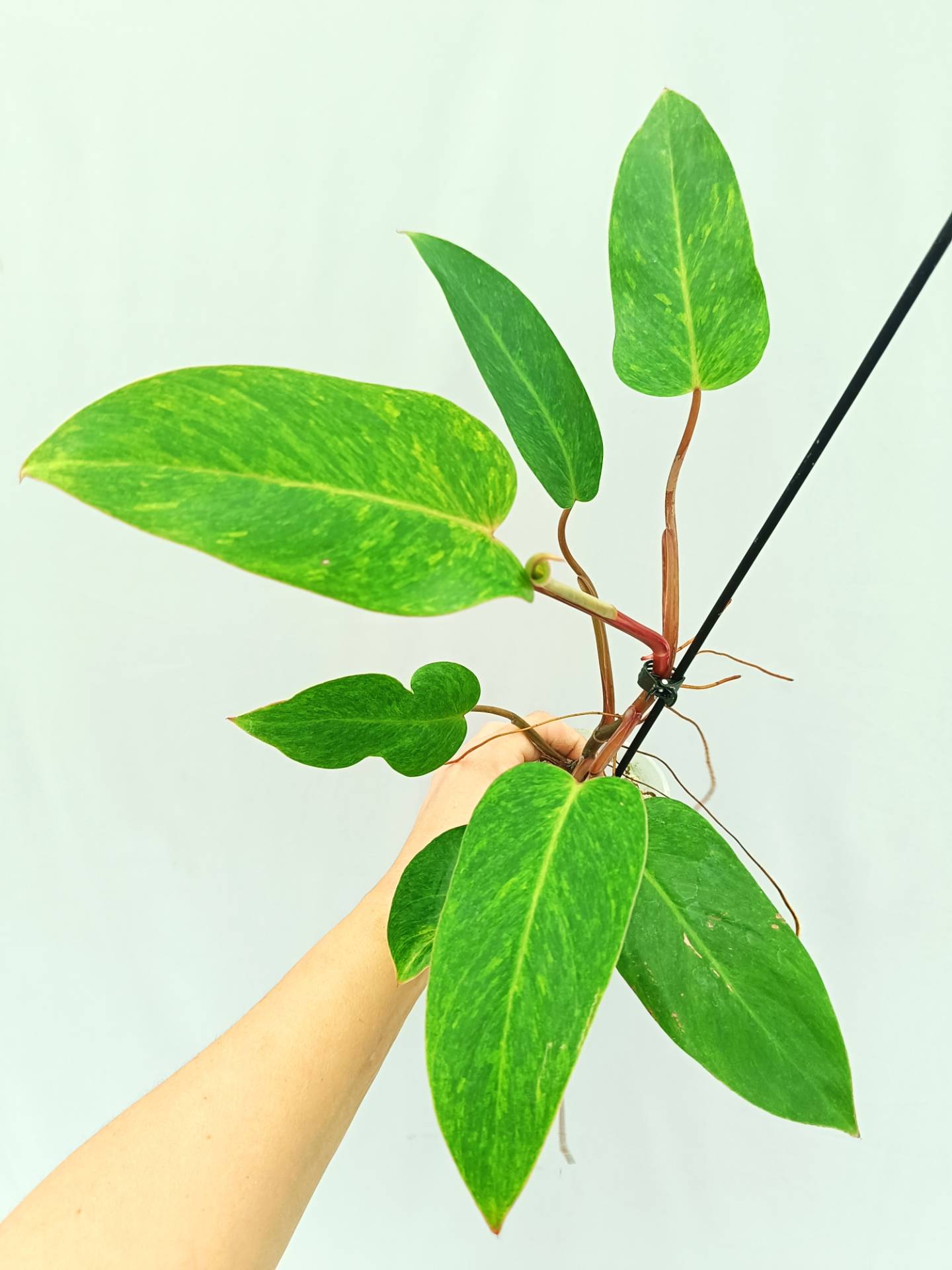 Philodendron Painted Lady 