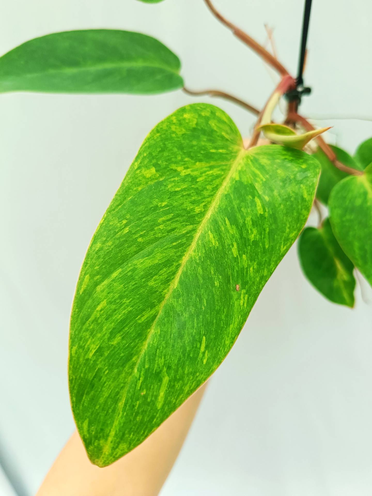 Philodendron Painted Lady 