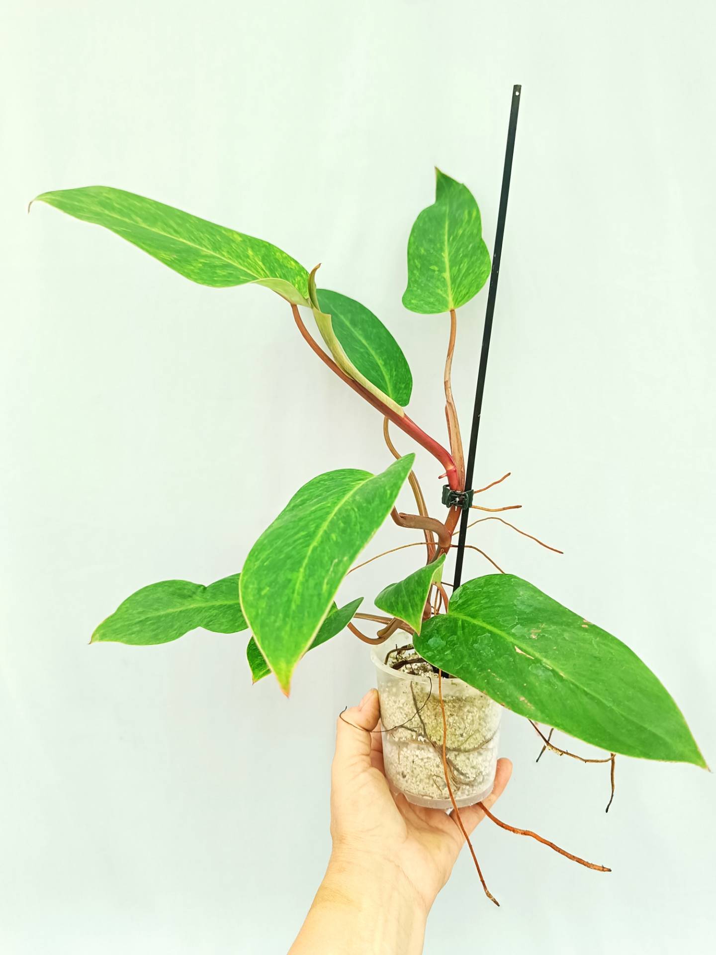 Philodendron Painted Lady 