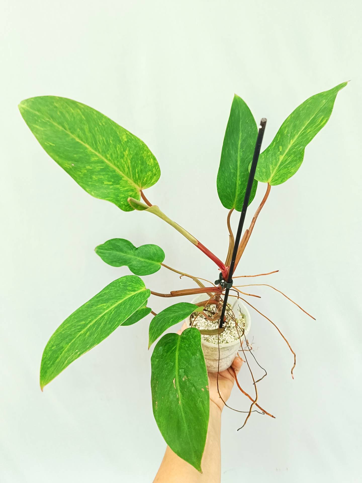 Philodendron Painted Lady 