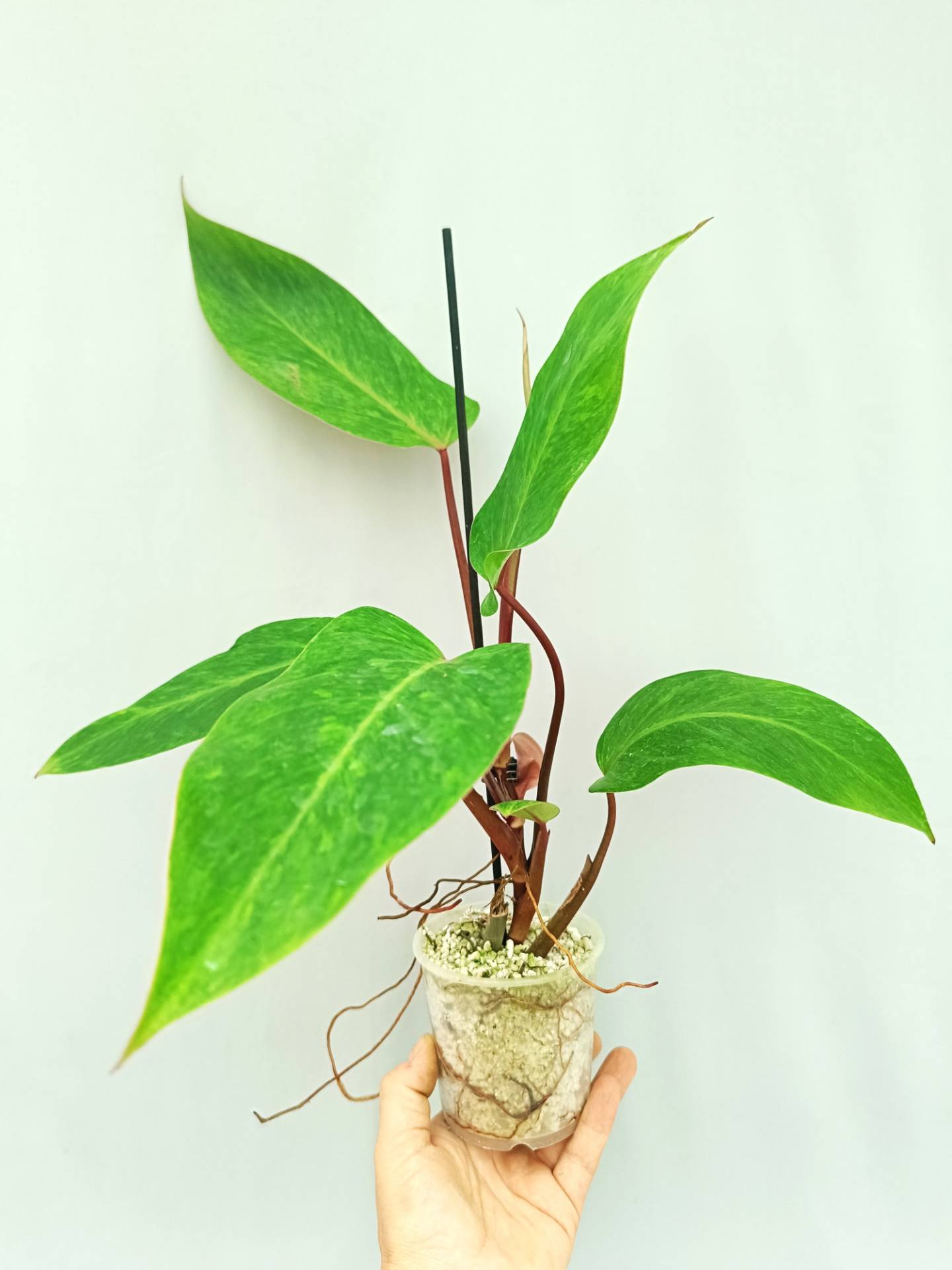 Philodendron Painted Lady 