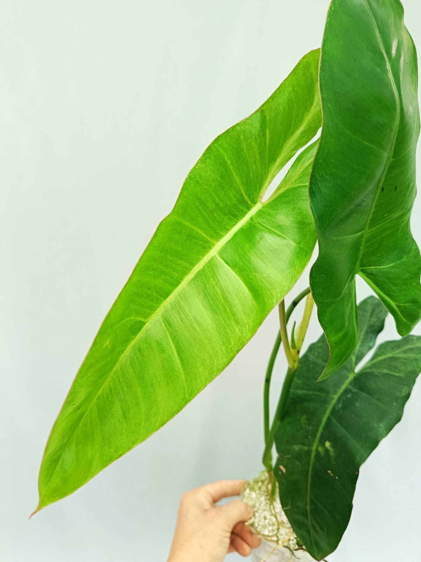 Philodendron Paraiso Verde