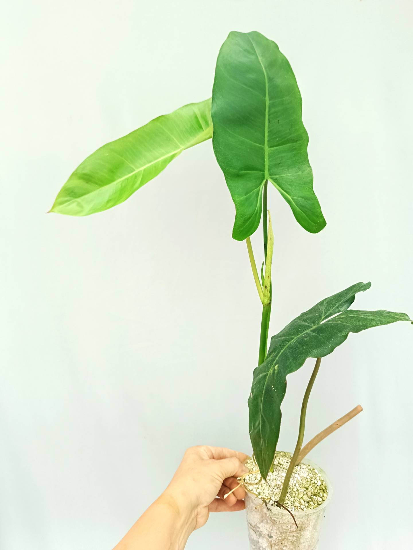 Philodendron Paraiso Verde