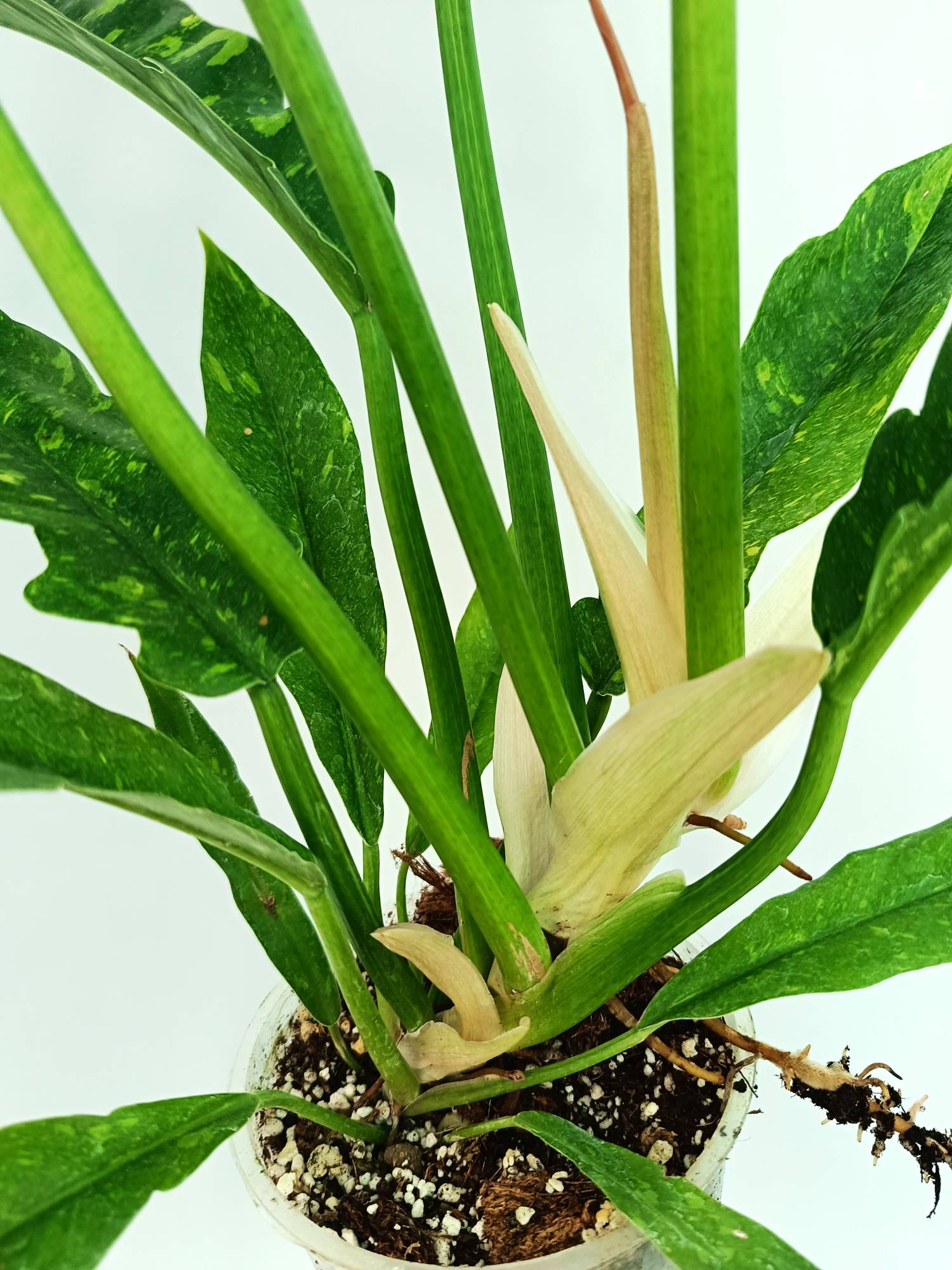 Philodendron Ring of Fire variegata