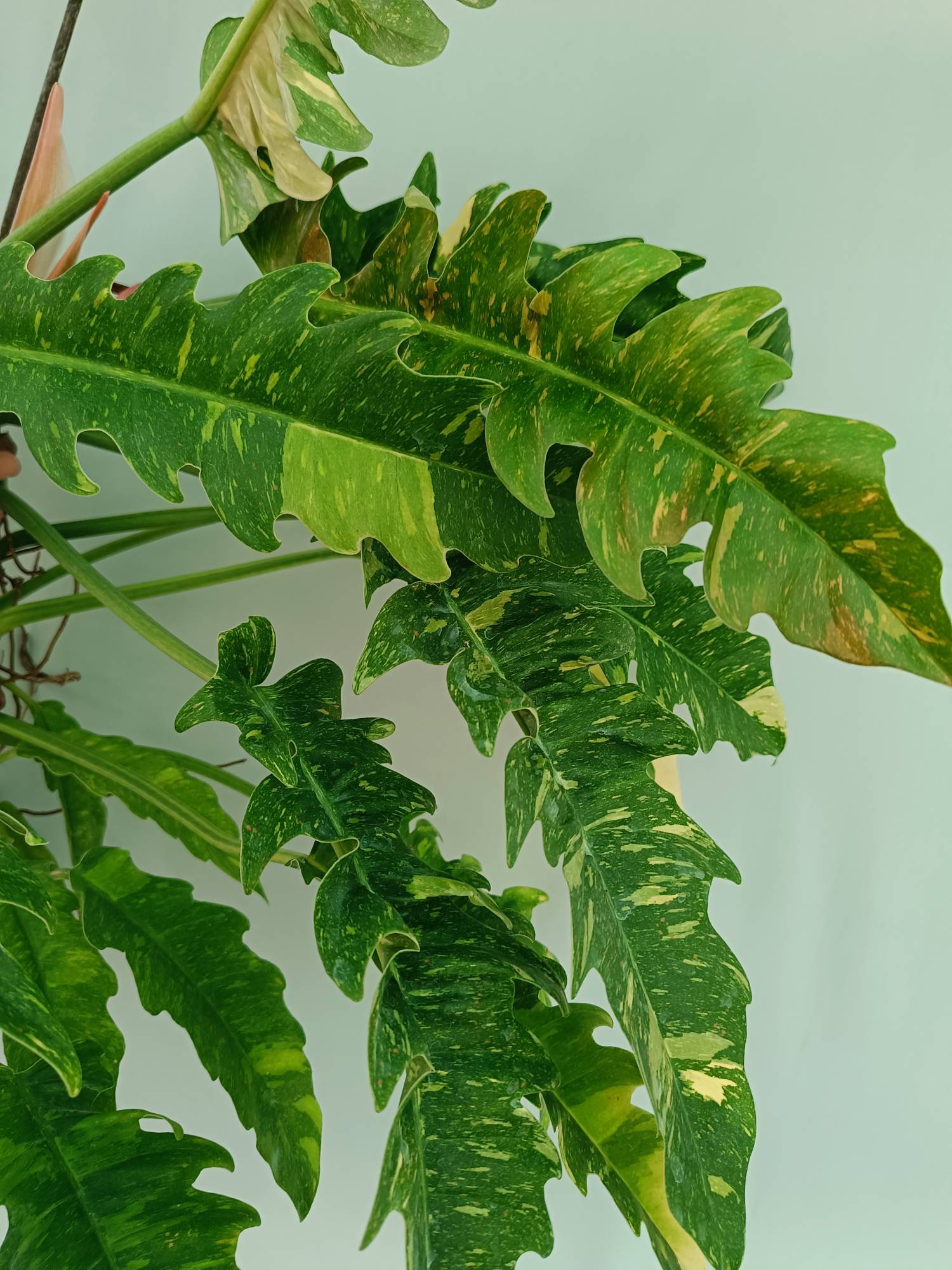 Philodendron Ring of Fire