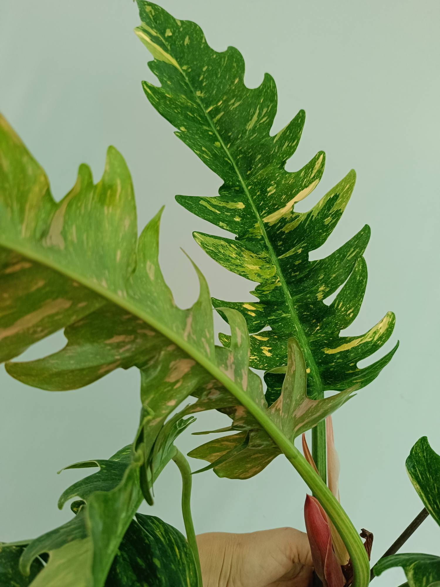 monstera ring of fire Large Monstera thai constellation