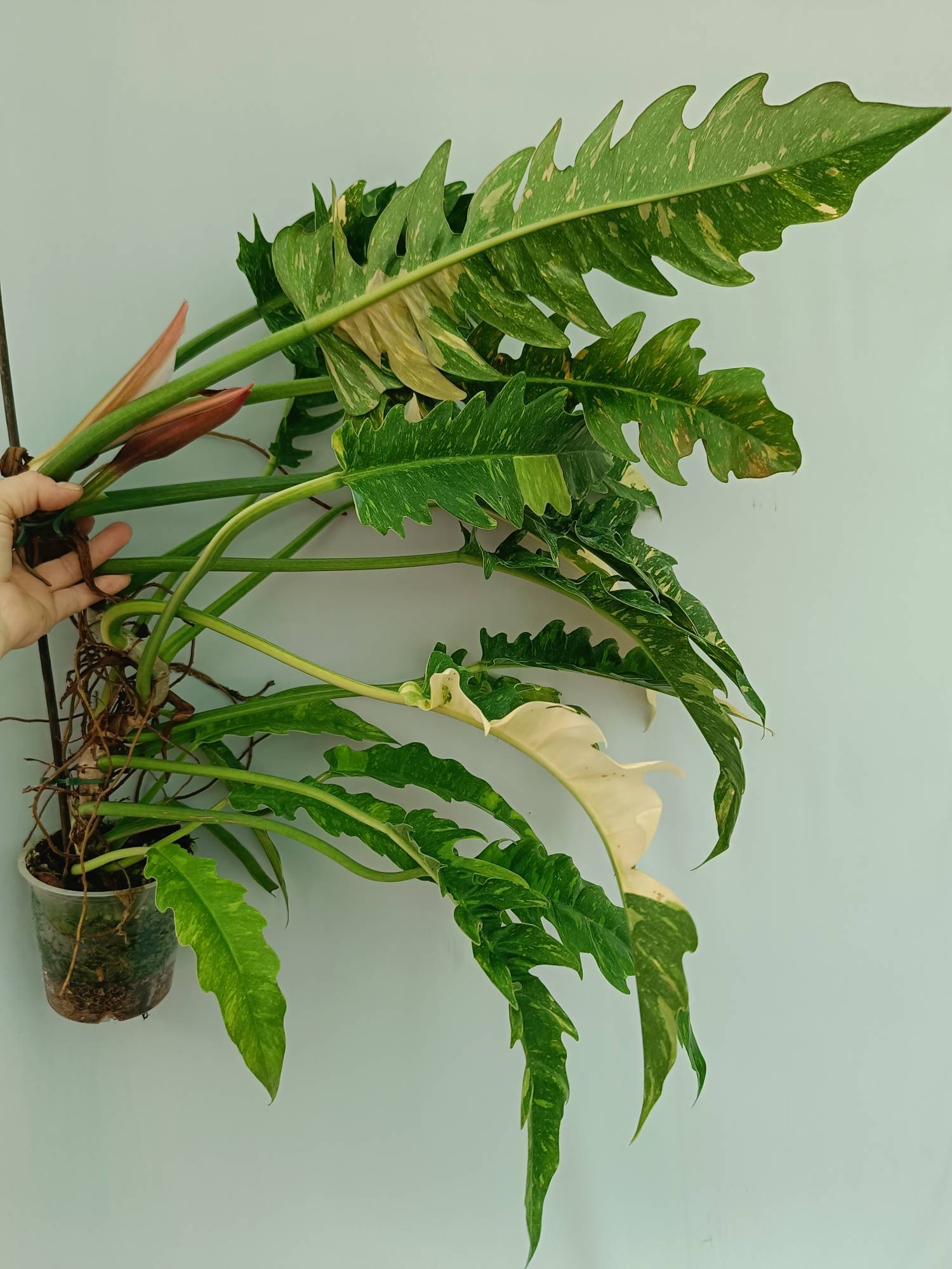 philodendron narrow vs ring of fire Large Monstera thai constellation