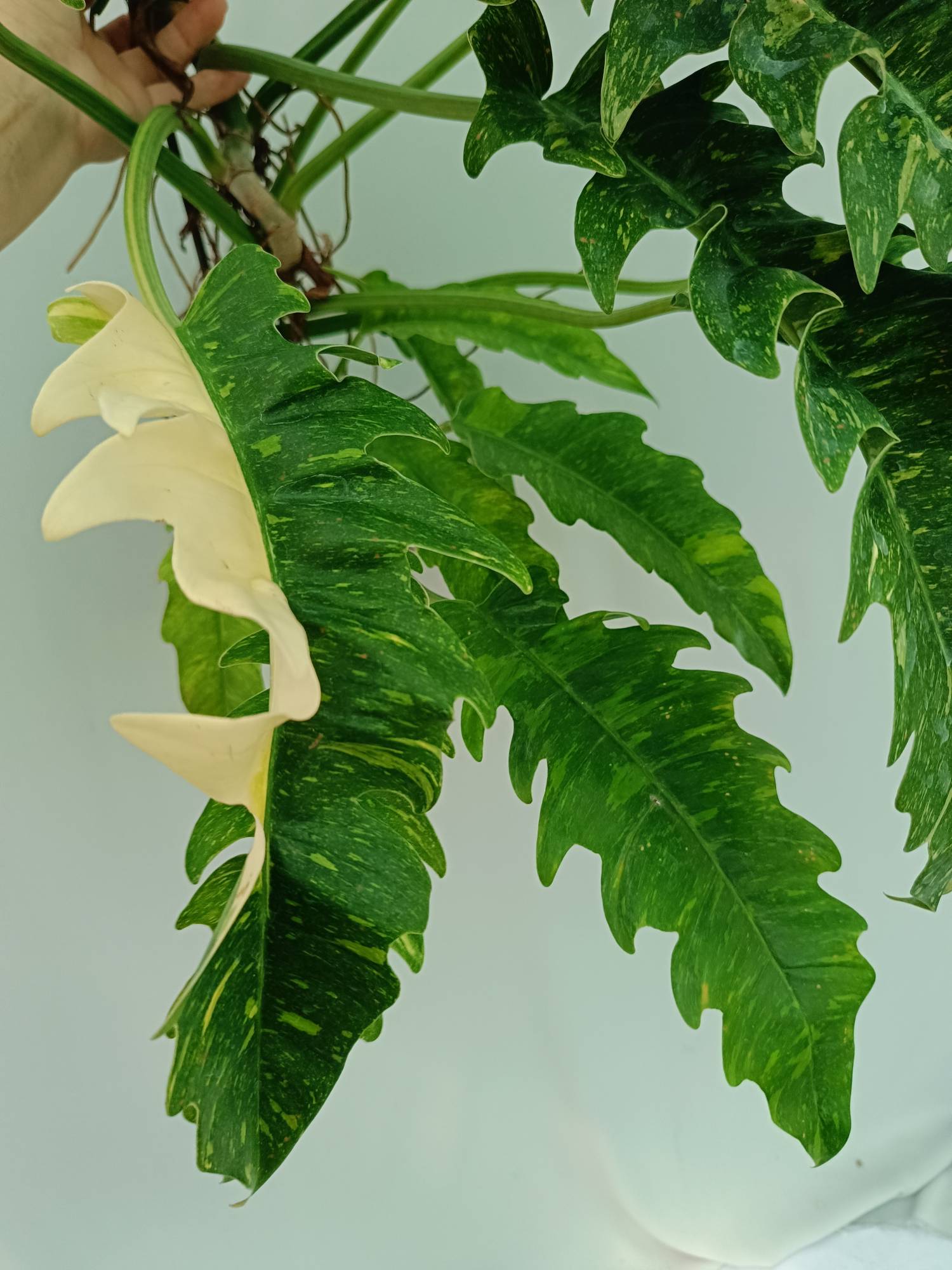 thai constellation philodendron Large Monstera thai constellation