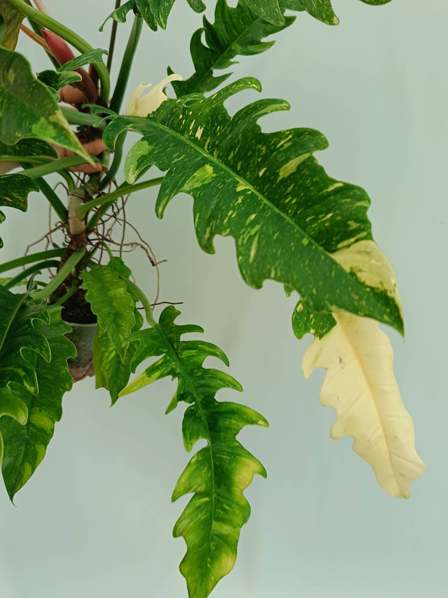 philodendron narrow variegata Large Monstera thai constellation