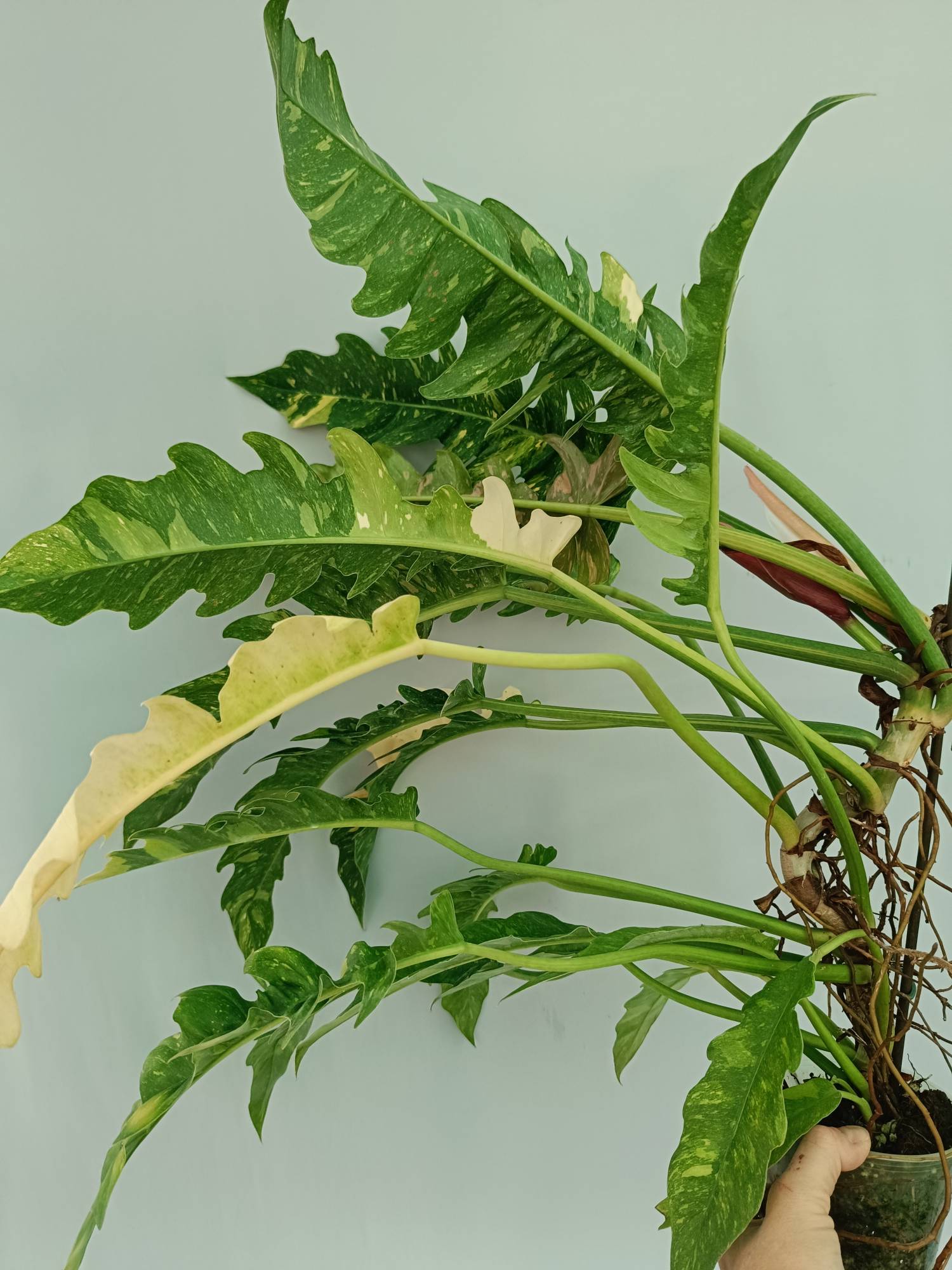 Philodendron Ring of Fire