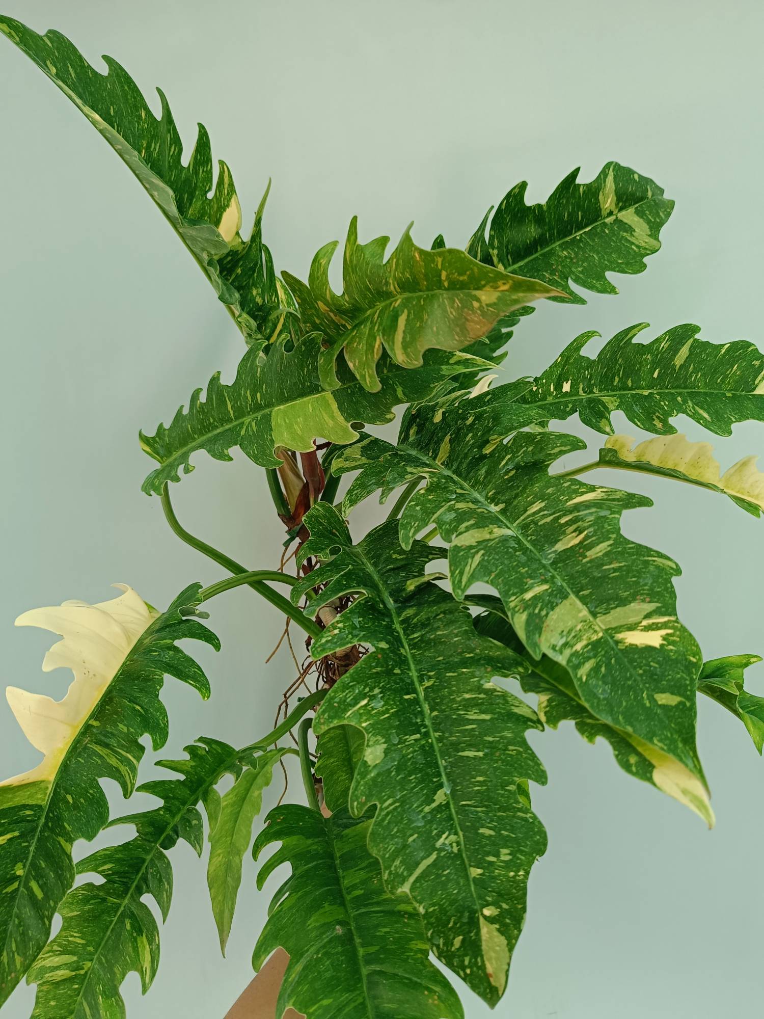 Philodendron Ring of Fire