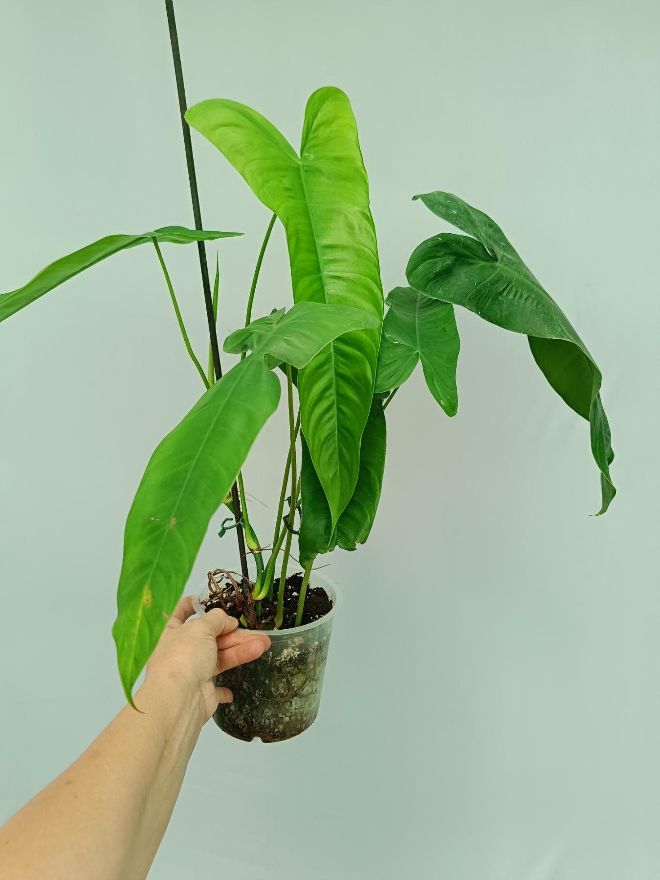 Philodendron sharoniae　フィロデンドロン　シャロニアエ fit=scale-down,w=1200