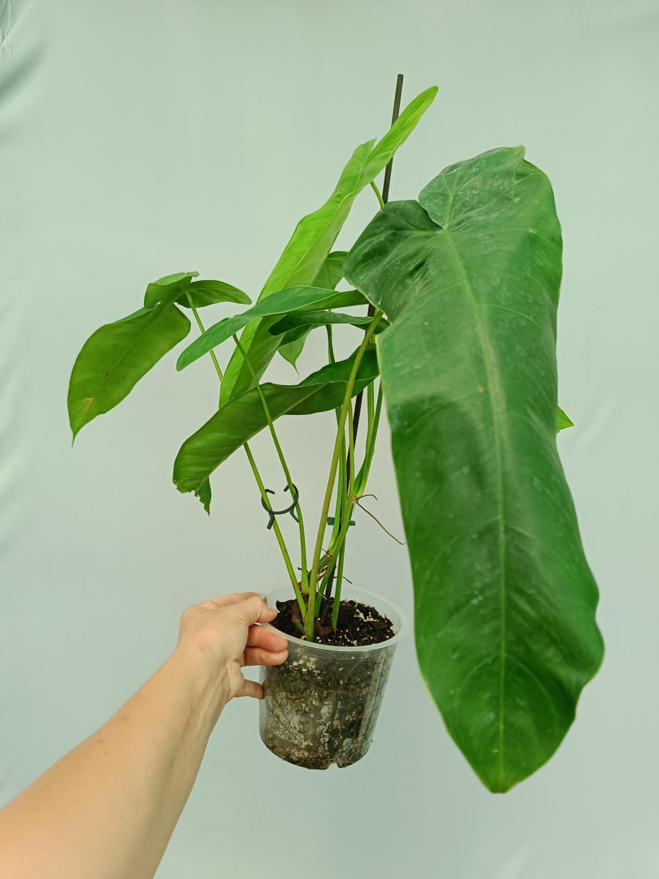 etsy philodendron Philodendron Sharoniae XL