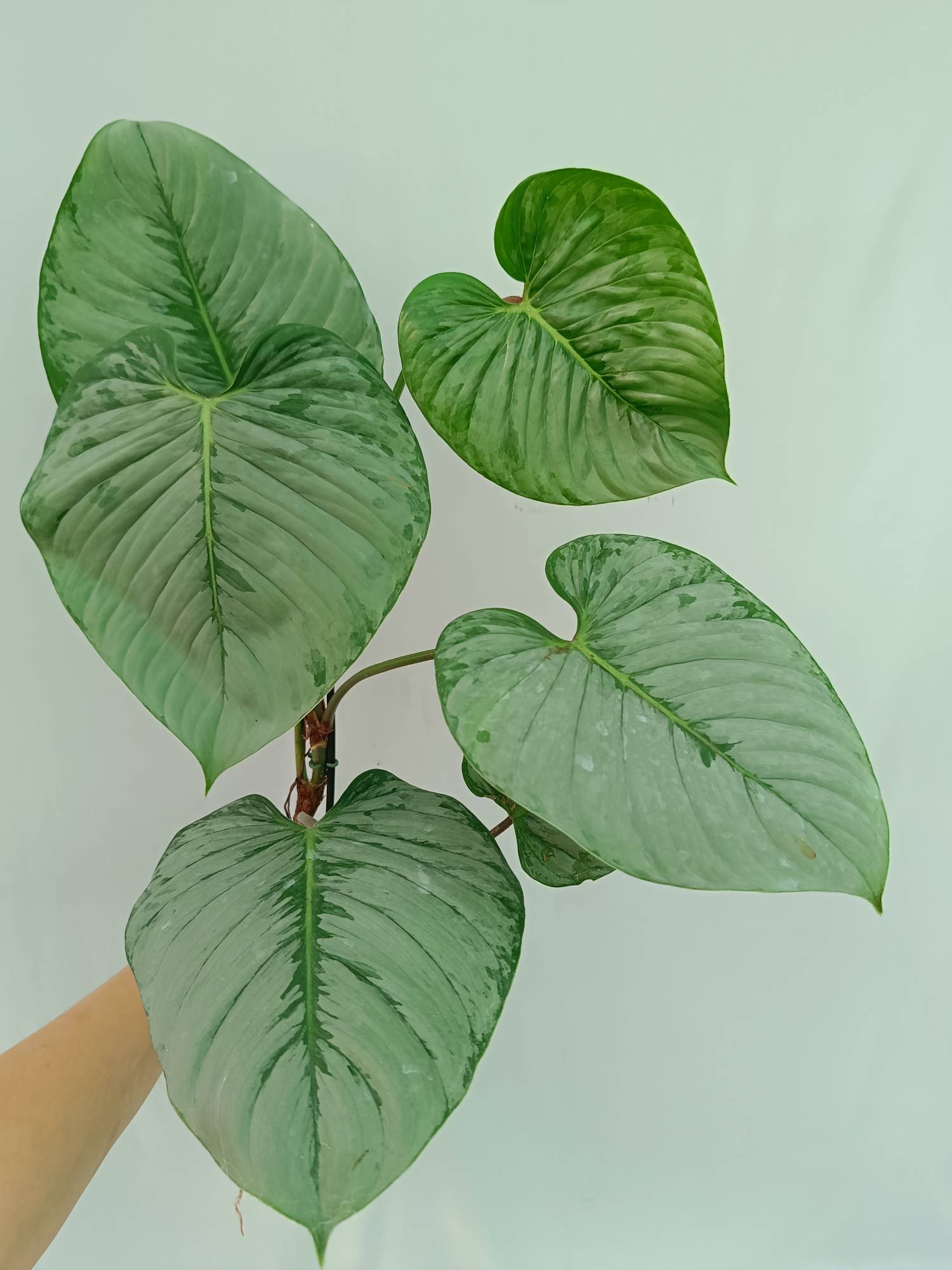 Philodendron Sodiroi 