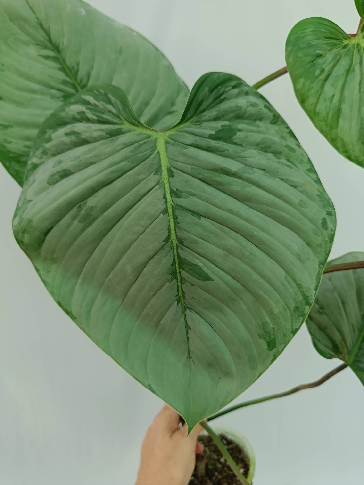 Philodendron Sodiroi 