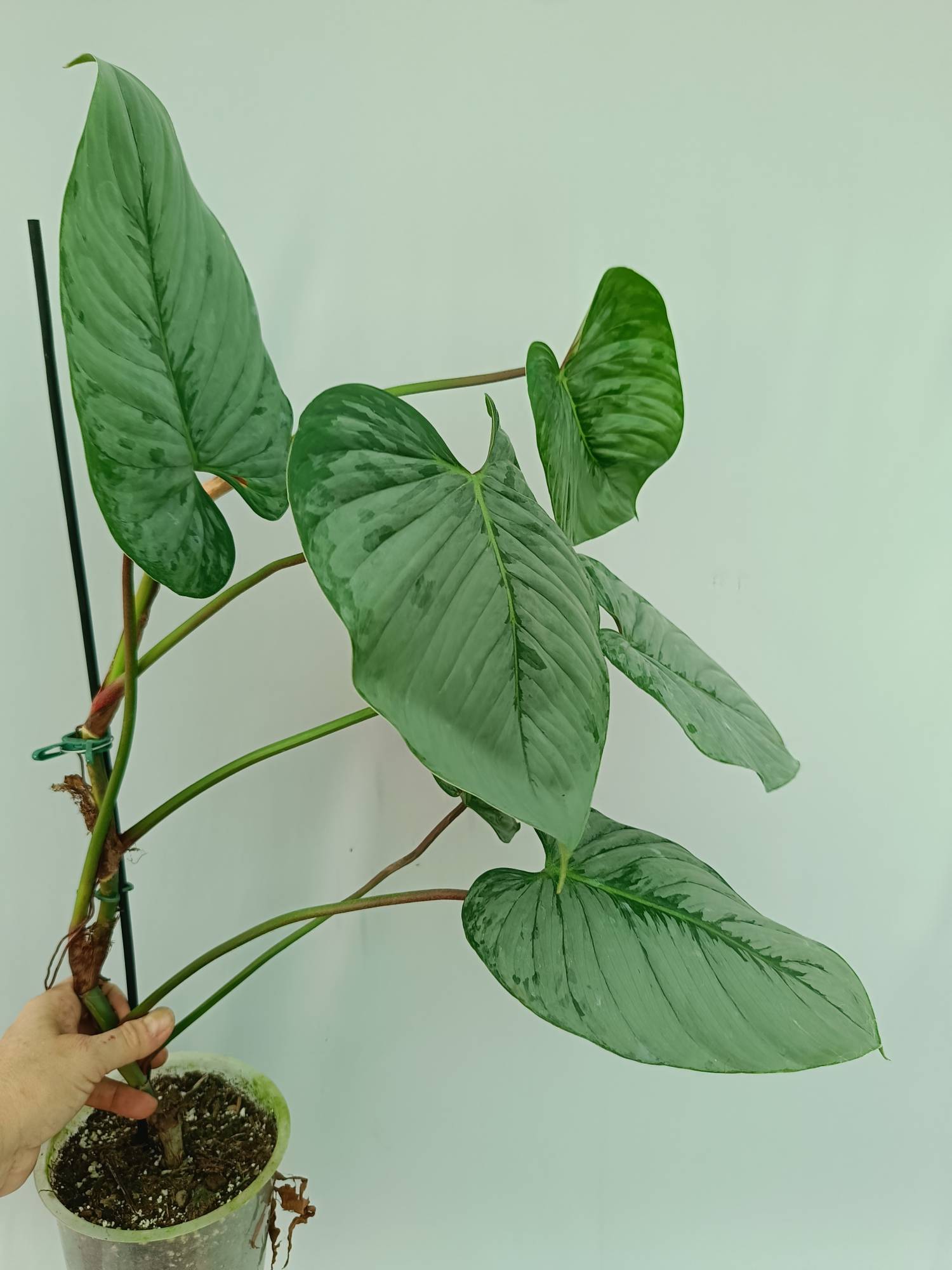 Philodendron Sodiroi 