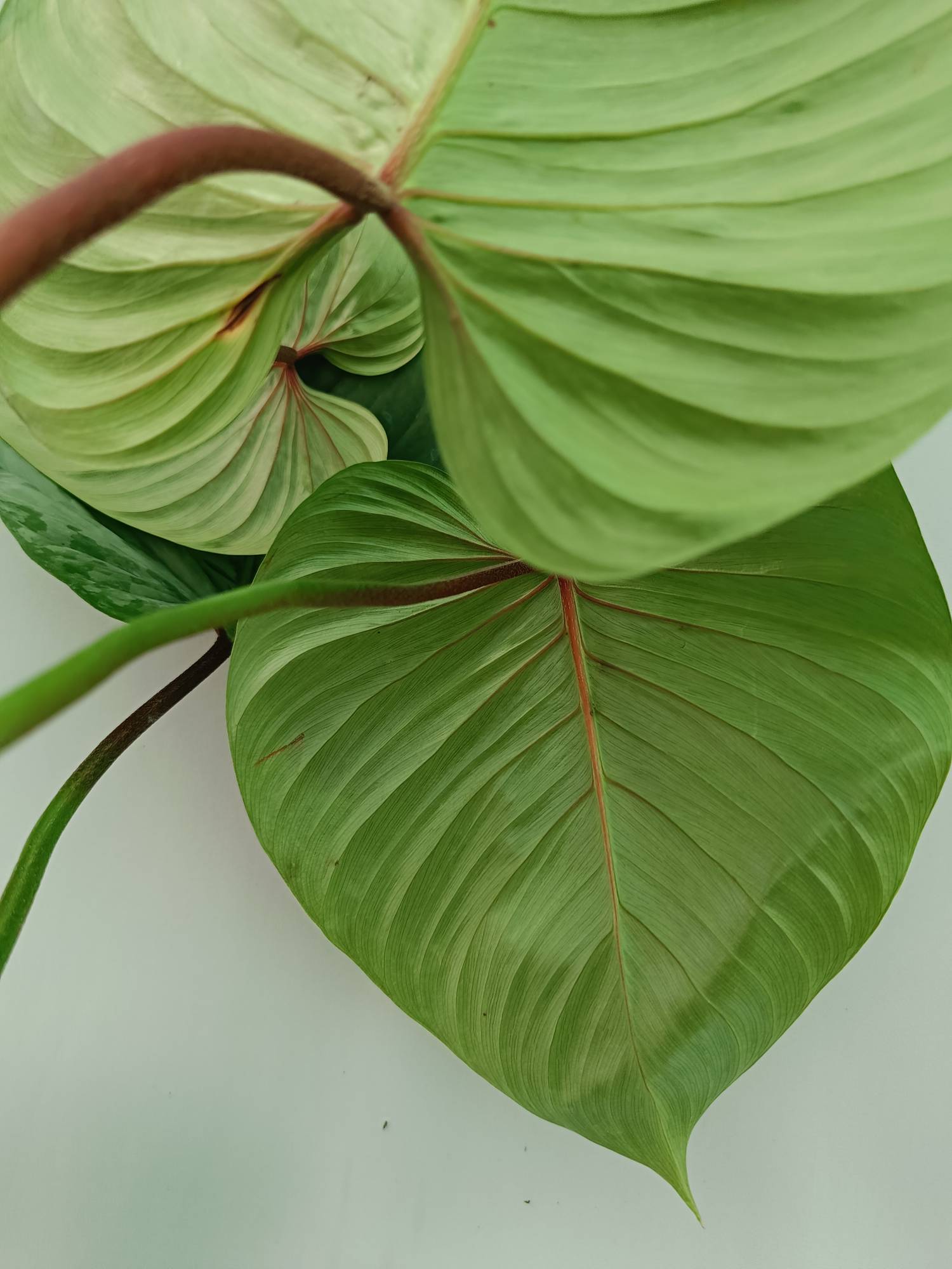 Philodendron Sodiroi 