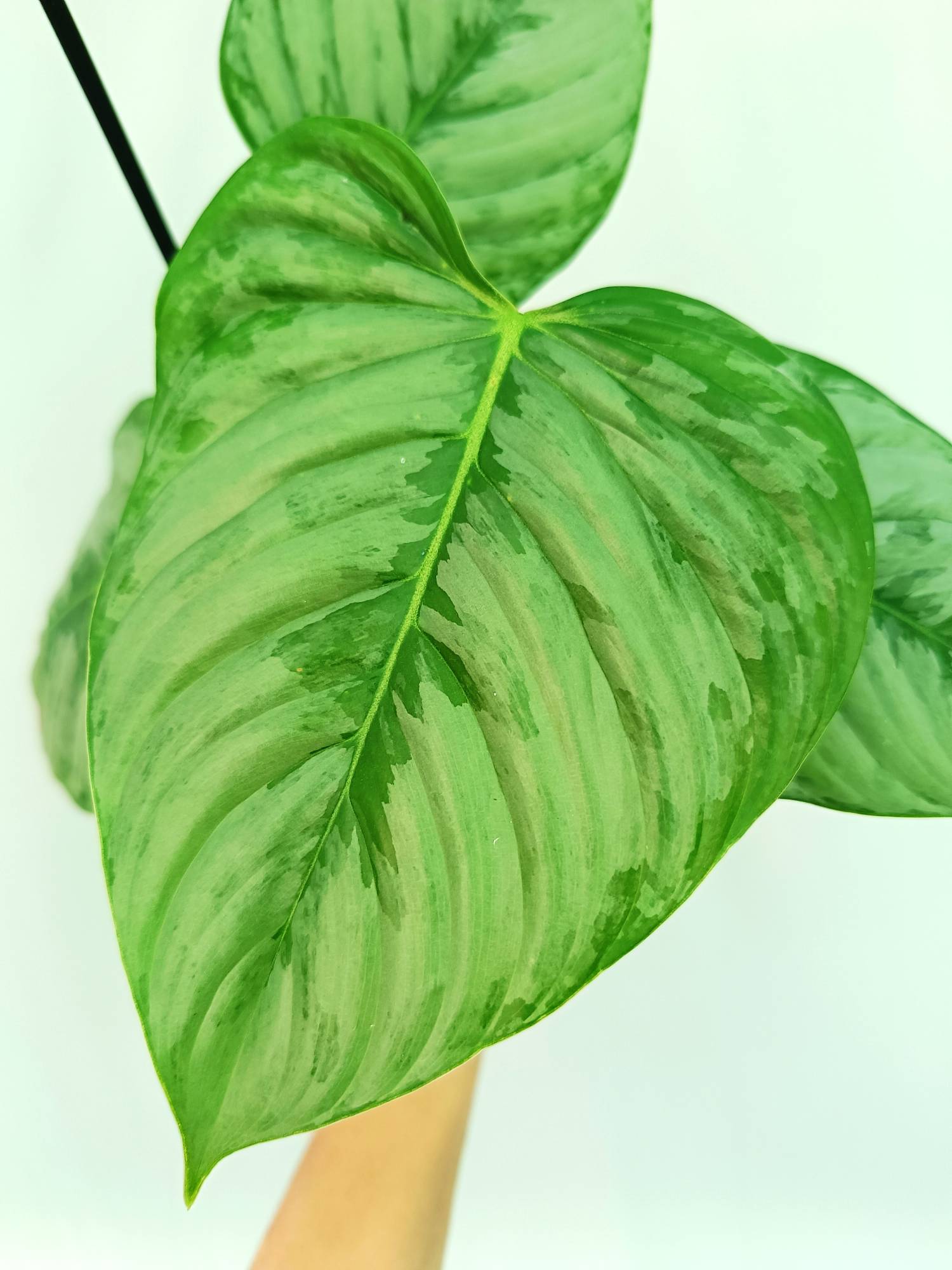 philodendron sodiroi mini Philodendron Sodiroi (young plant)