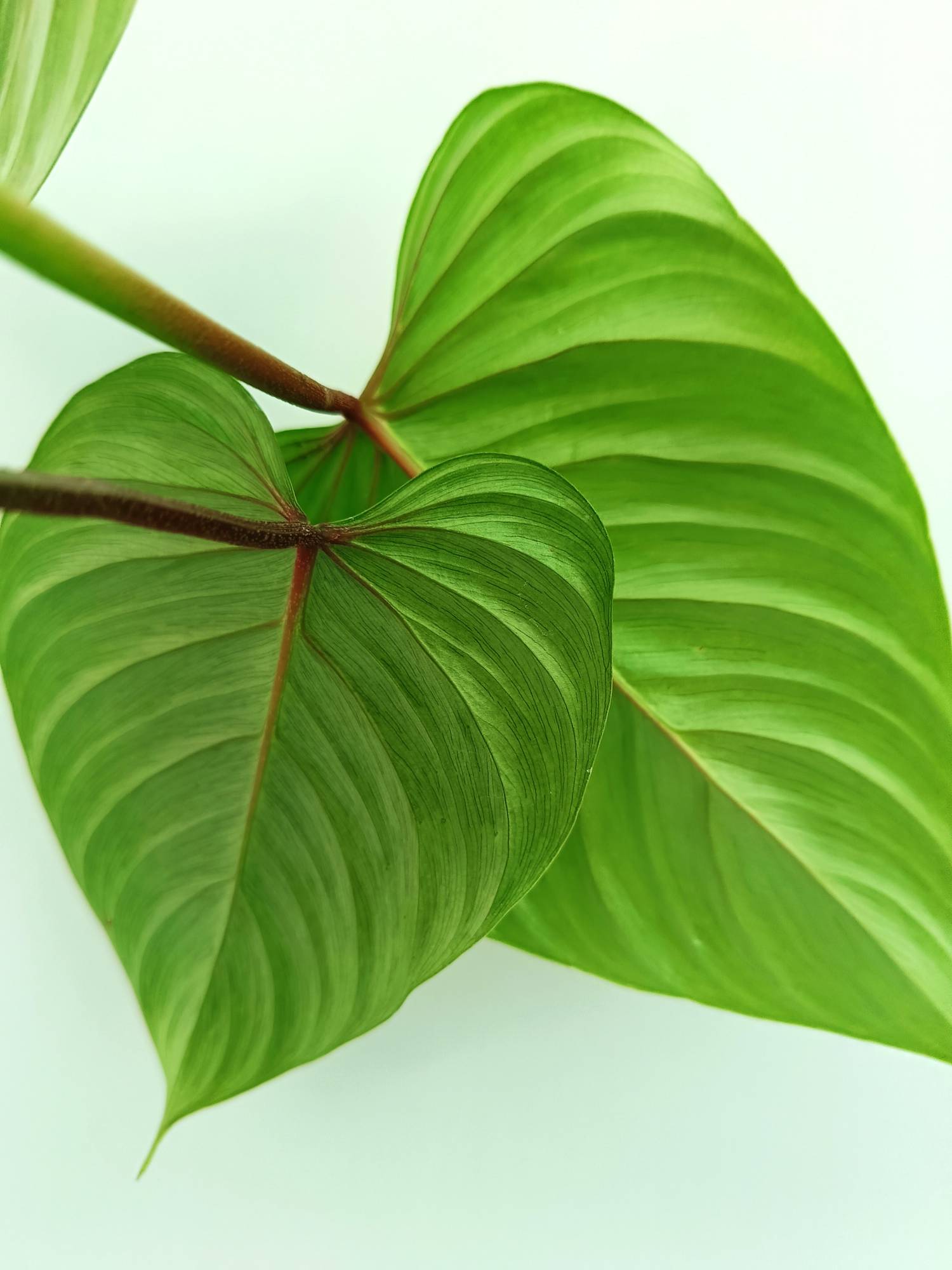 philodendron maggie Philodendron Sodiroi (young plant)