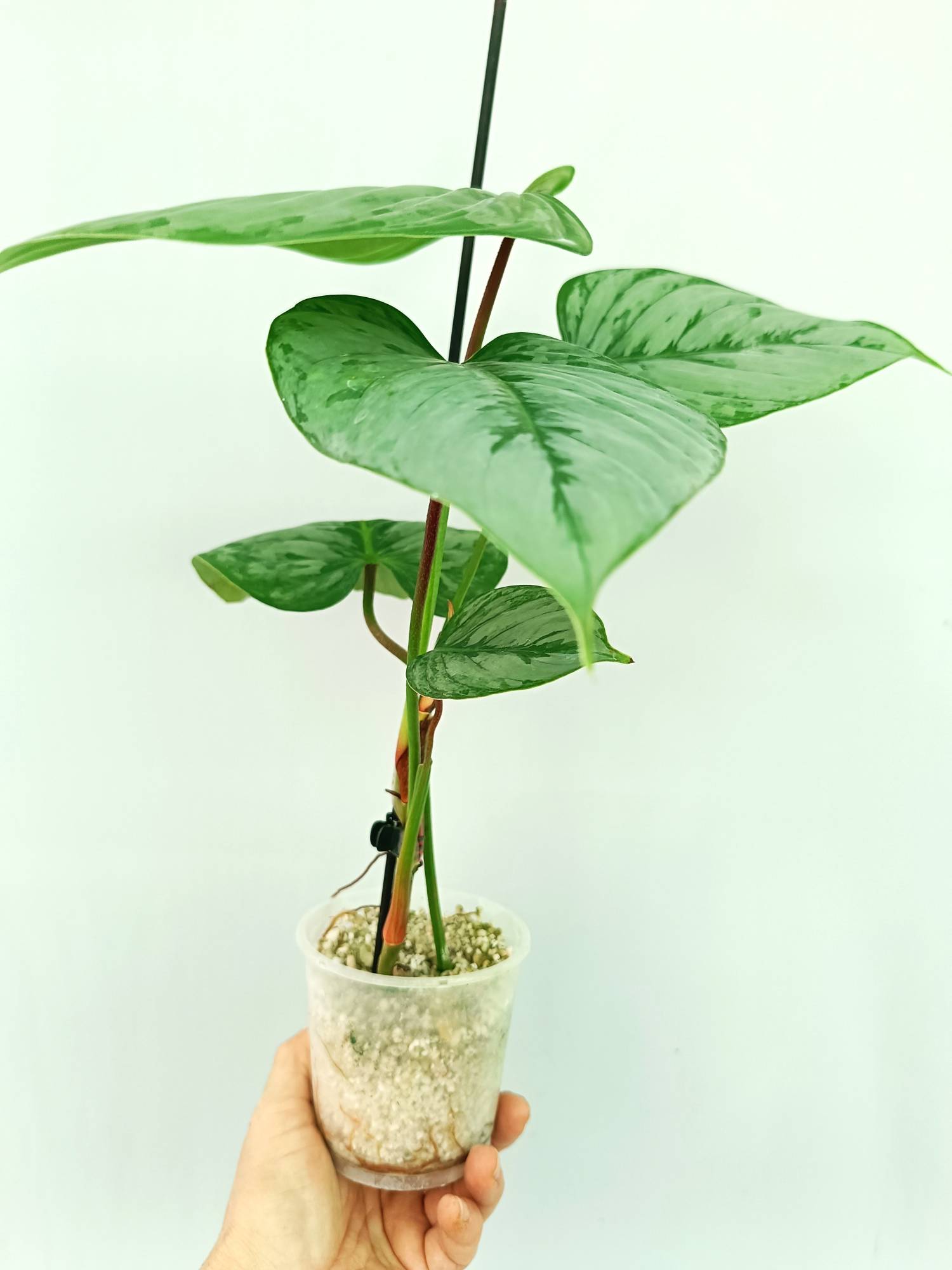 philodendron sodiroi ornatum Philodendron Sodiroi (young plant)