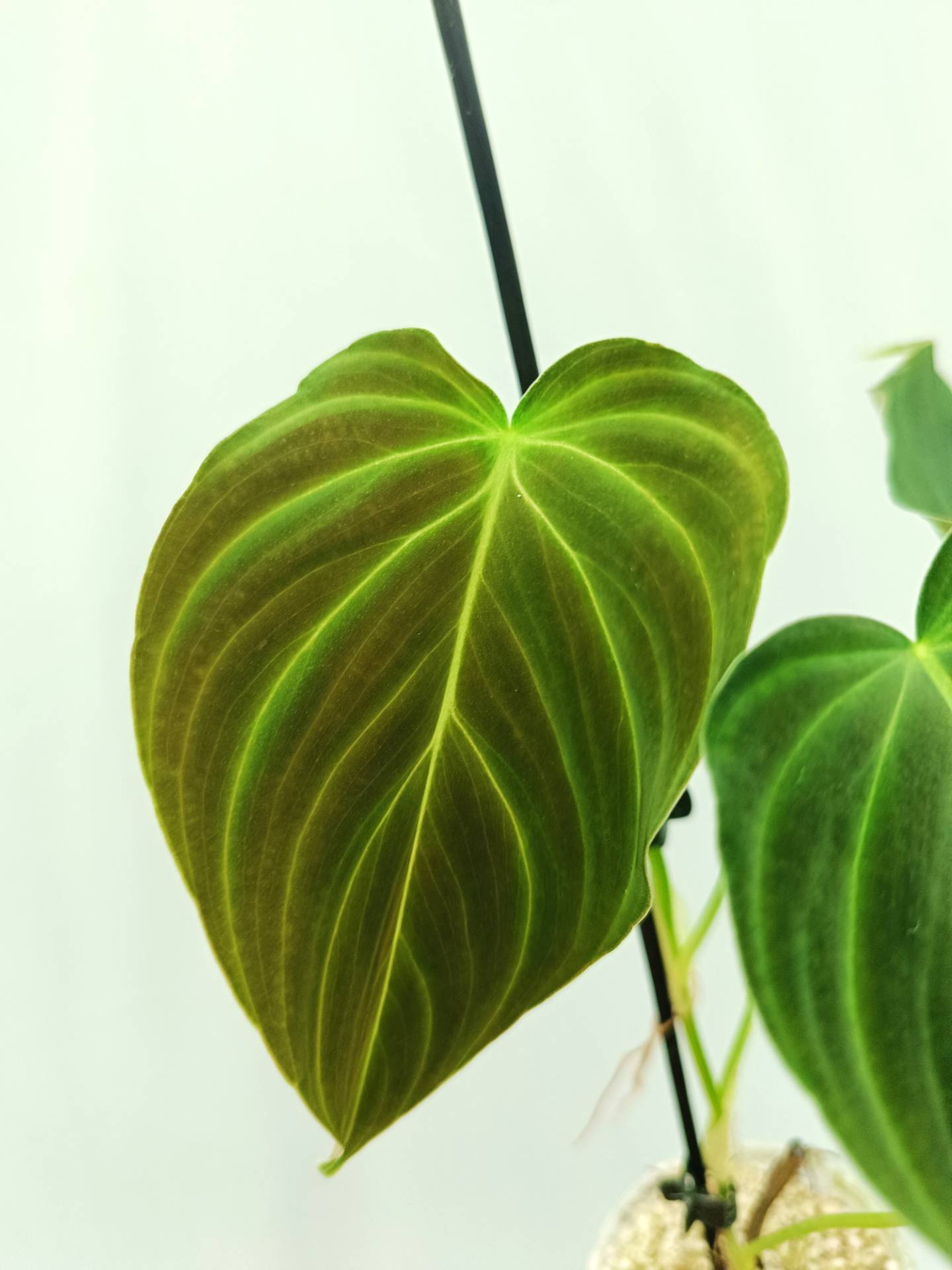 Philodendron Splendid