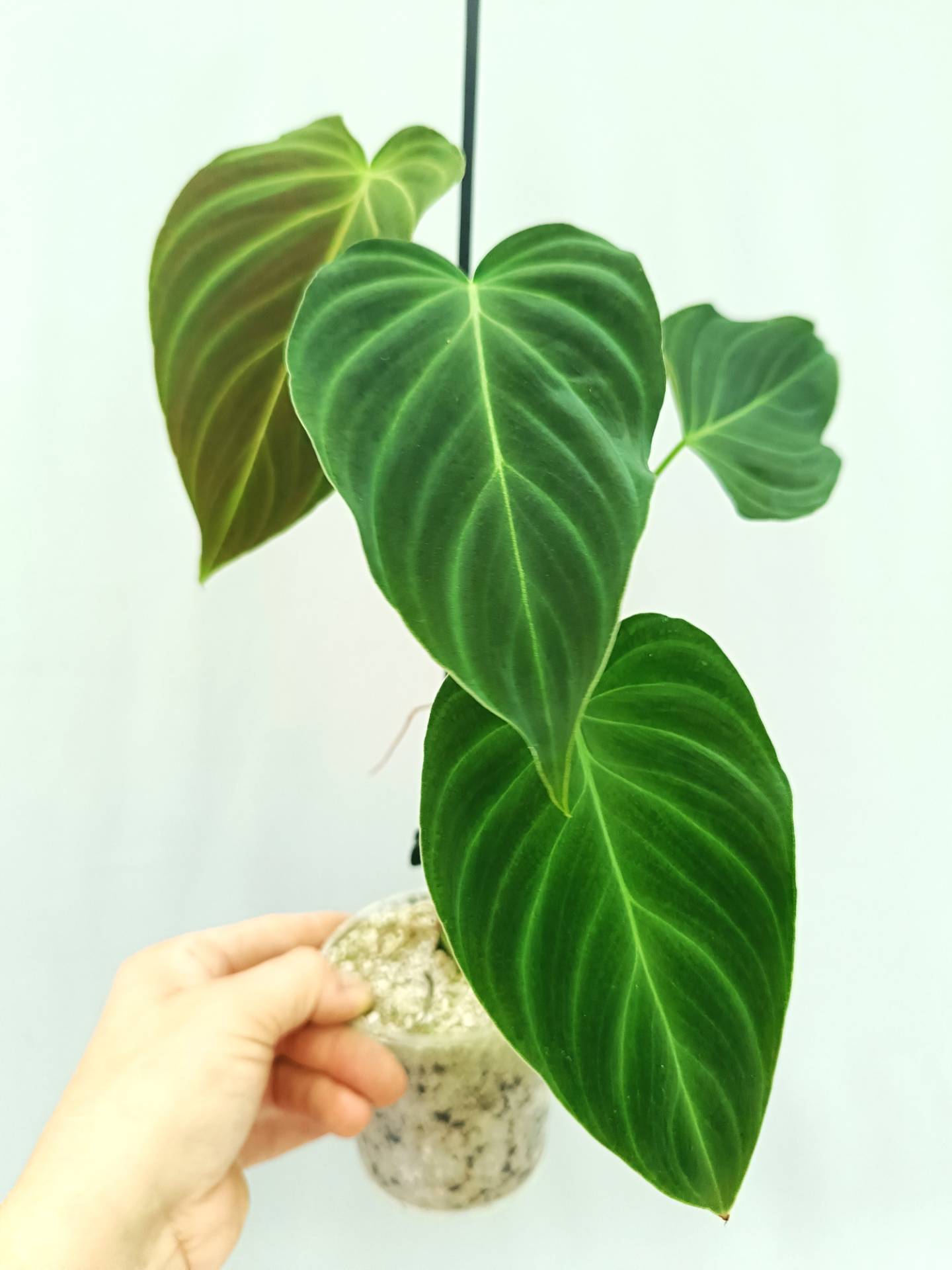 Philodendron Splendid