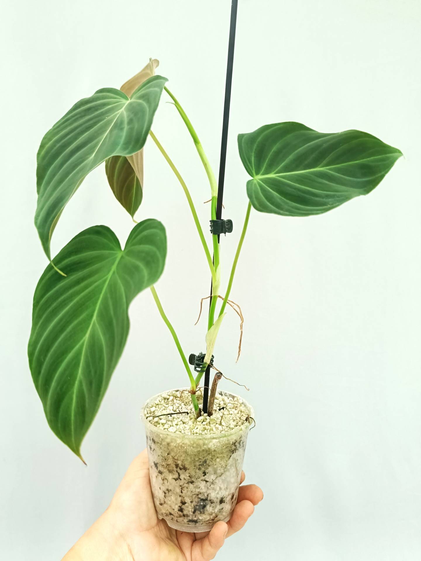 Philodendron Splendid