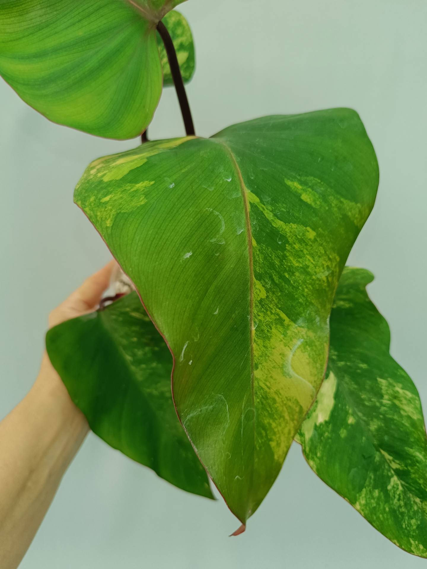Philodendron Strawberry Shake variegata