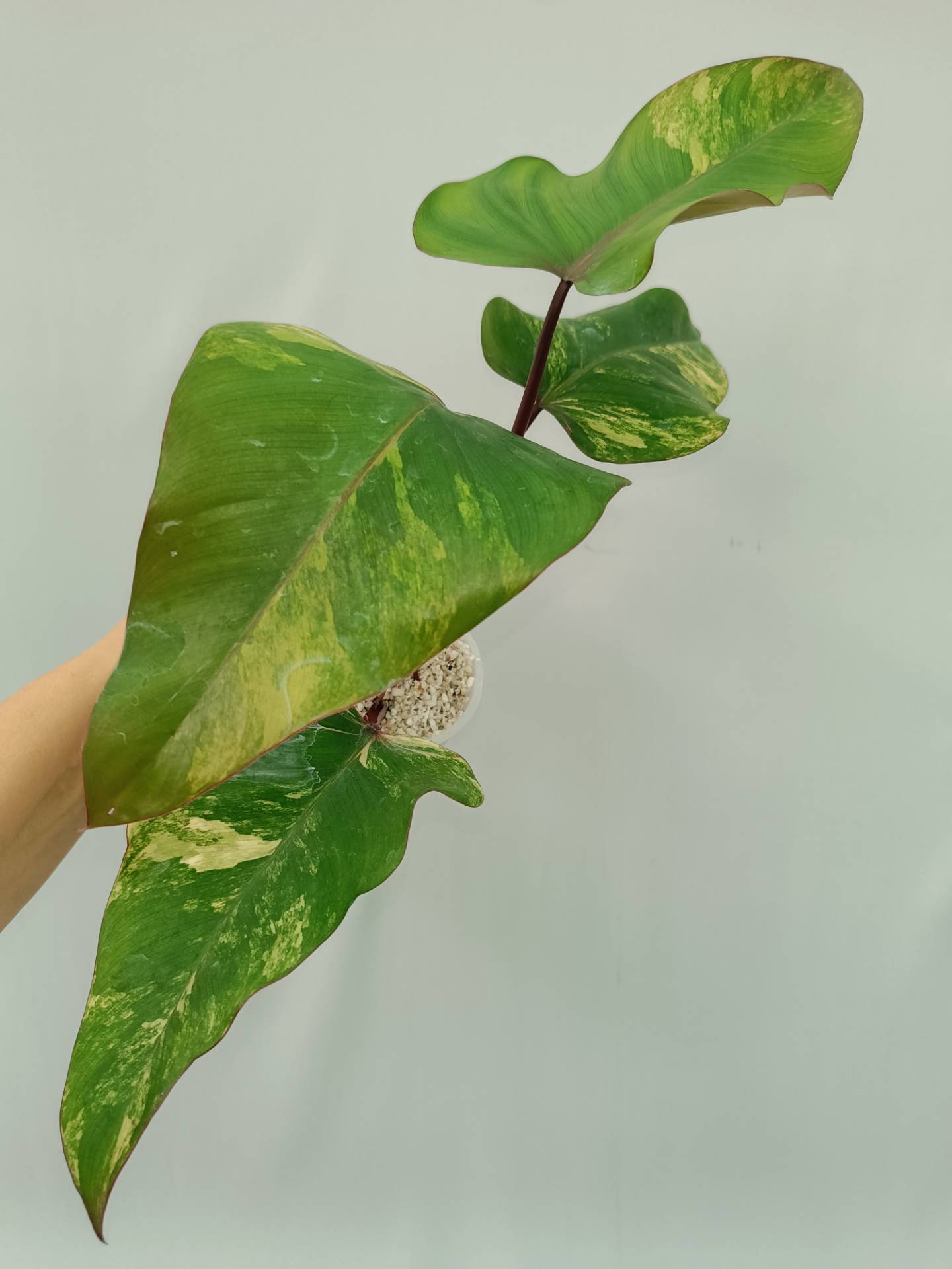 Philodendron Strawberry Shake variegata