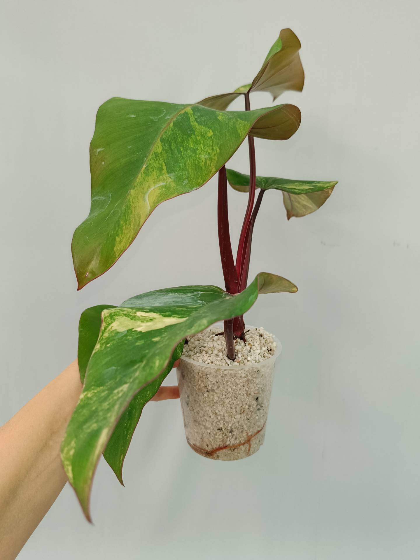 Philodendron Strawberry Shake variegata