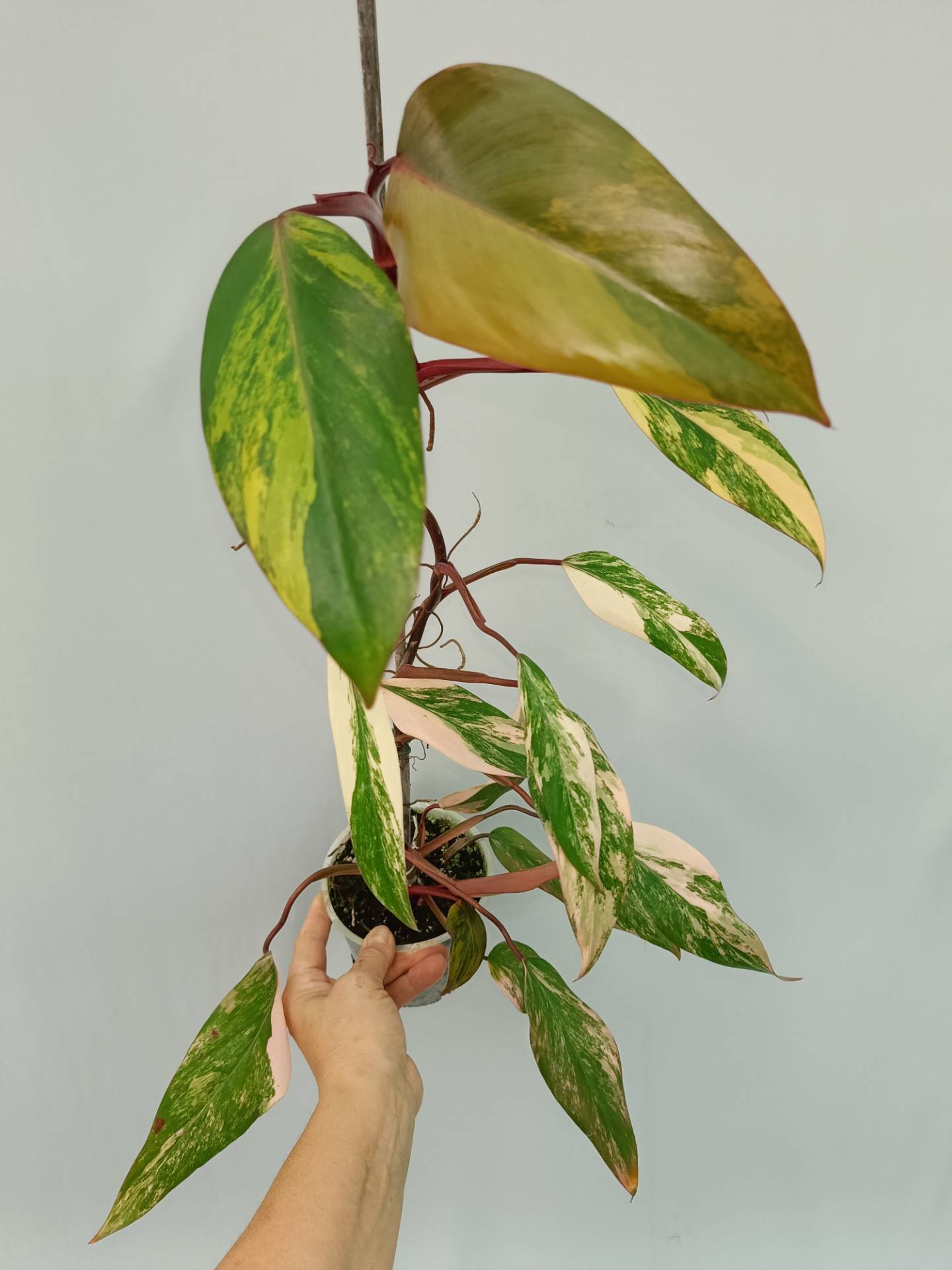 Philodendron Strawberry Shake variegata