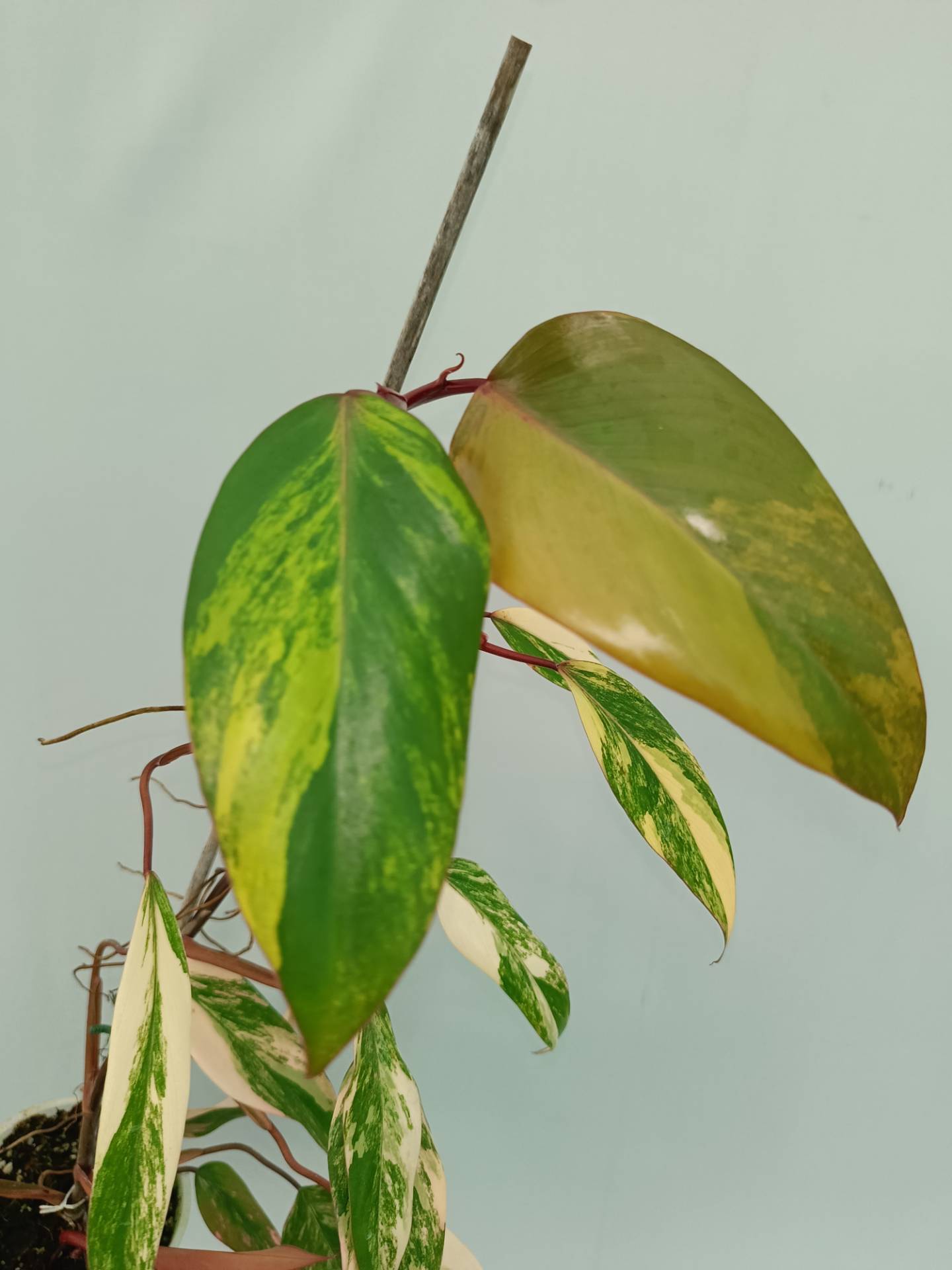 Philodendron Strawberry Shake variegata