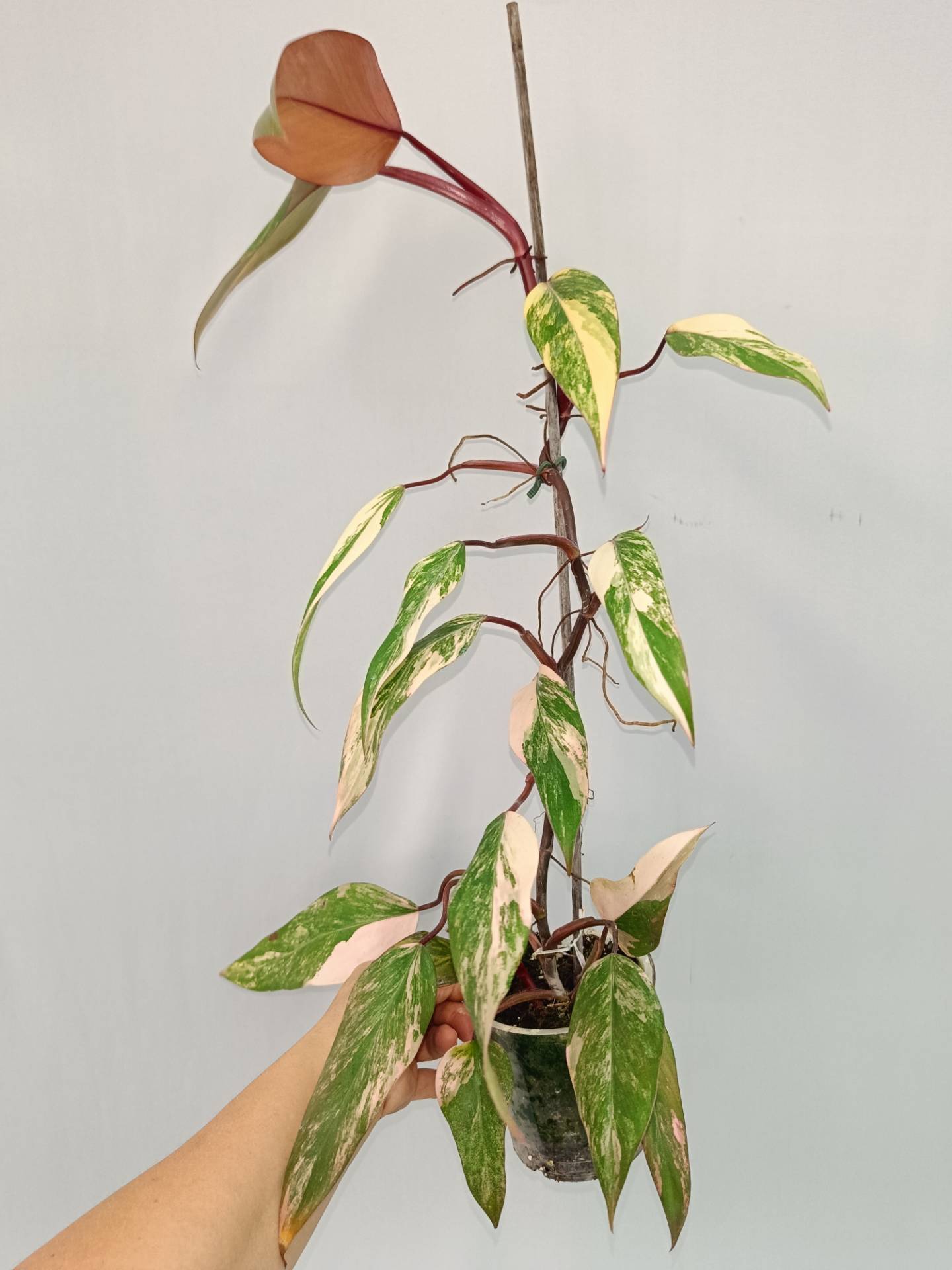 Philodendron Strawberry Shake variegata
