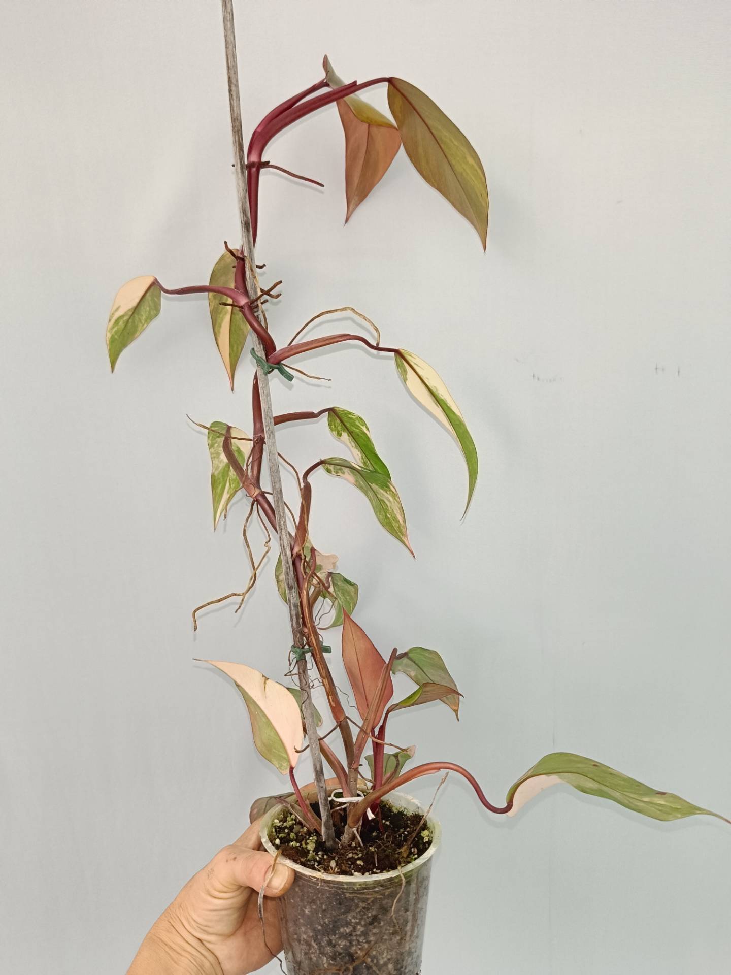 Philodendron Strawberry Shake variegata