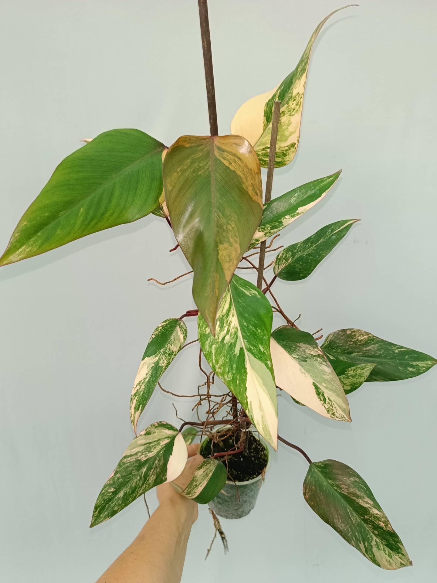 Philodendron Strawberry Shake variegata