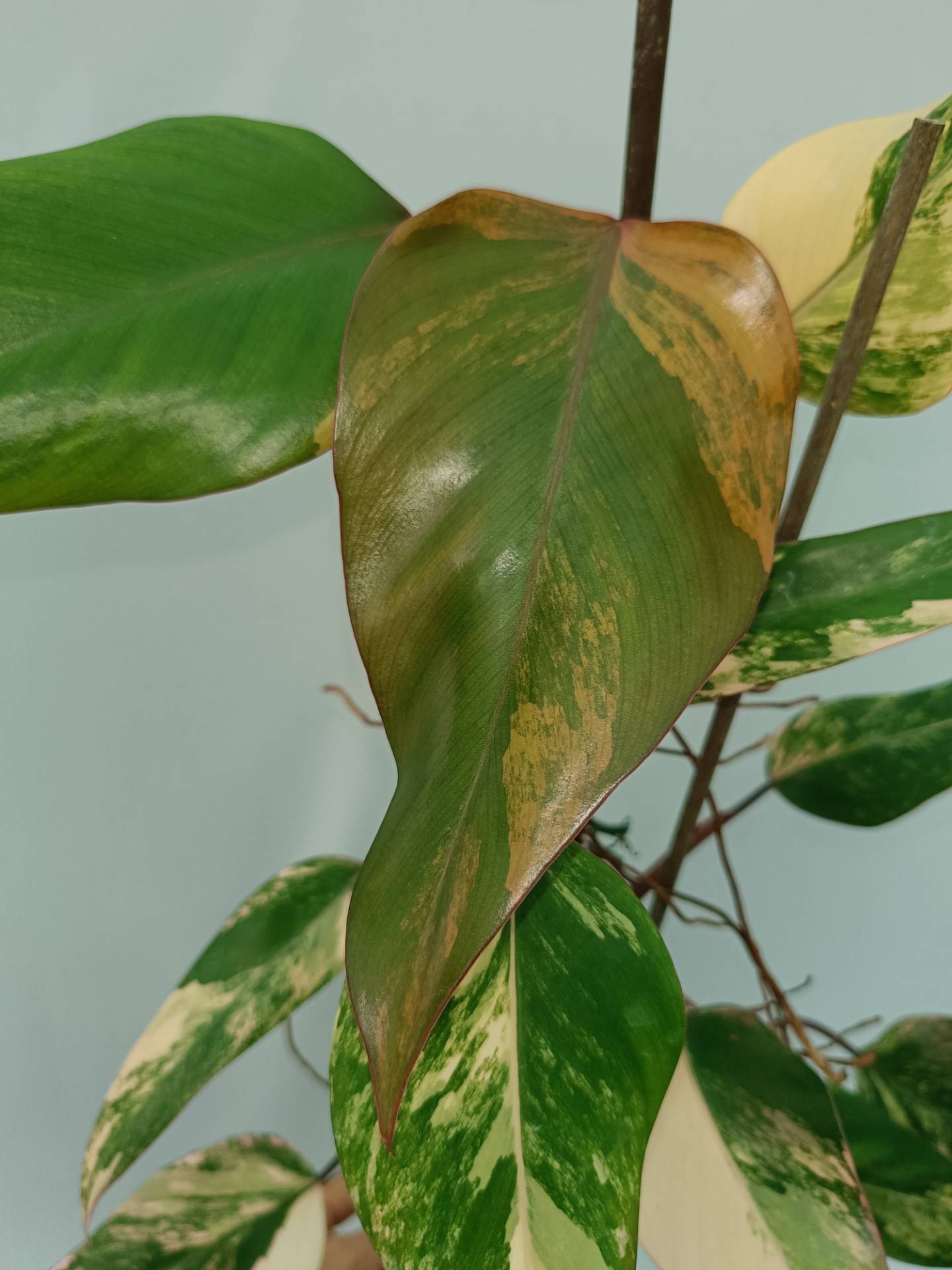 Philodendron Strawberry Shake variegata