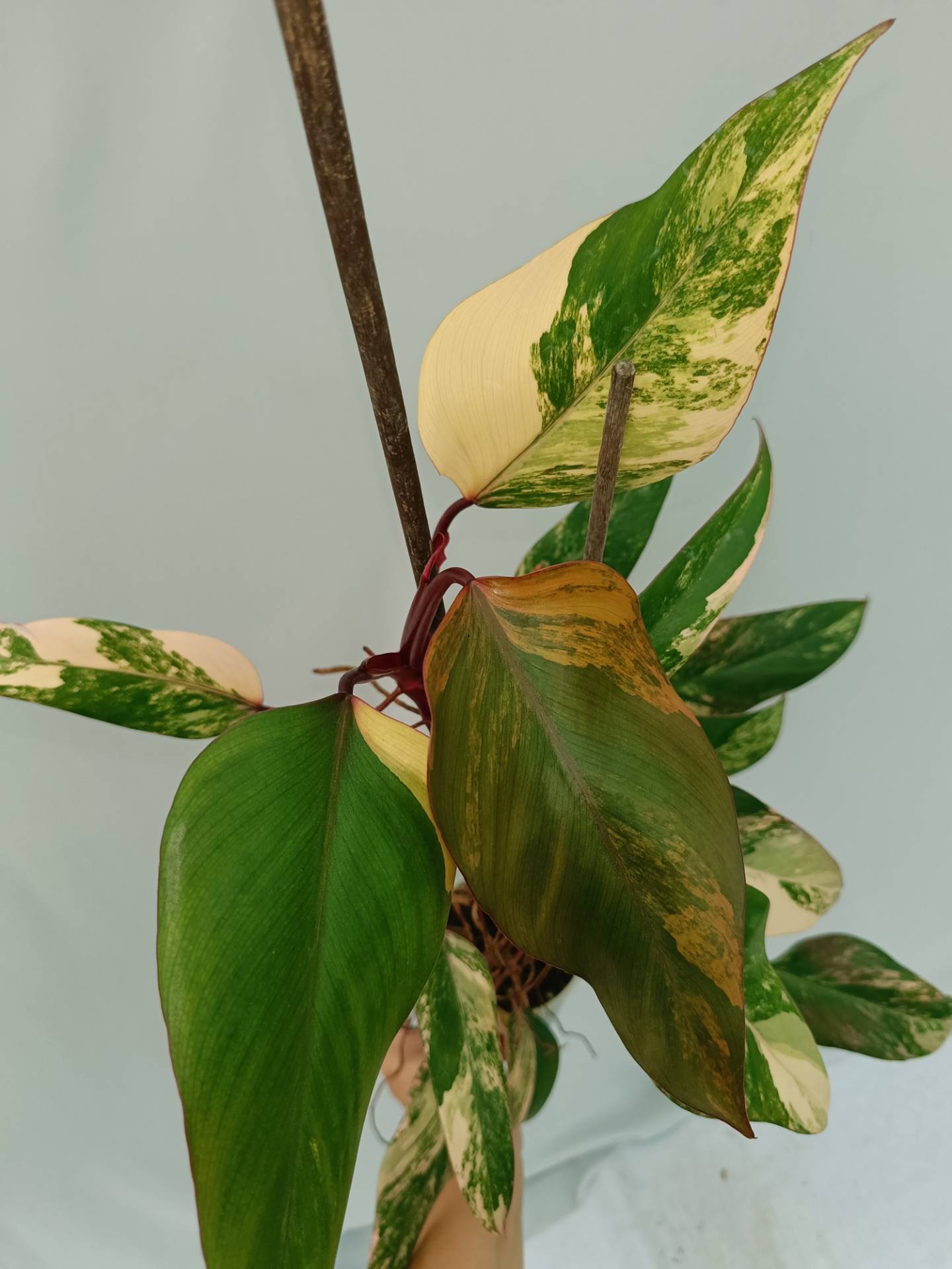 Philodendron Strawberry Shake variegata
