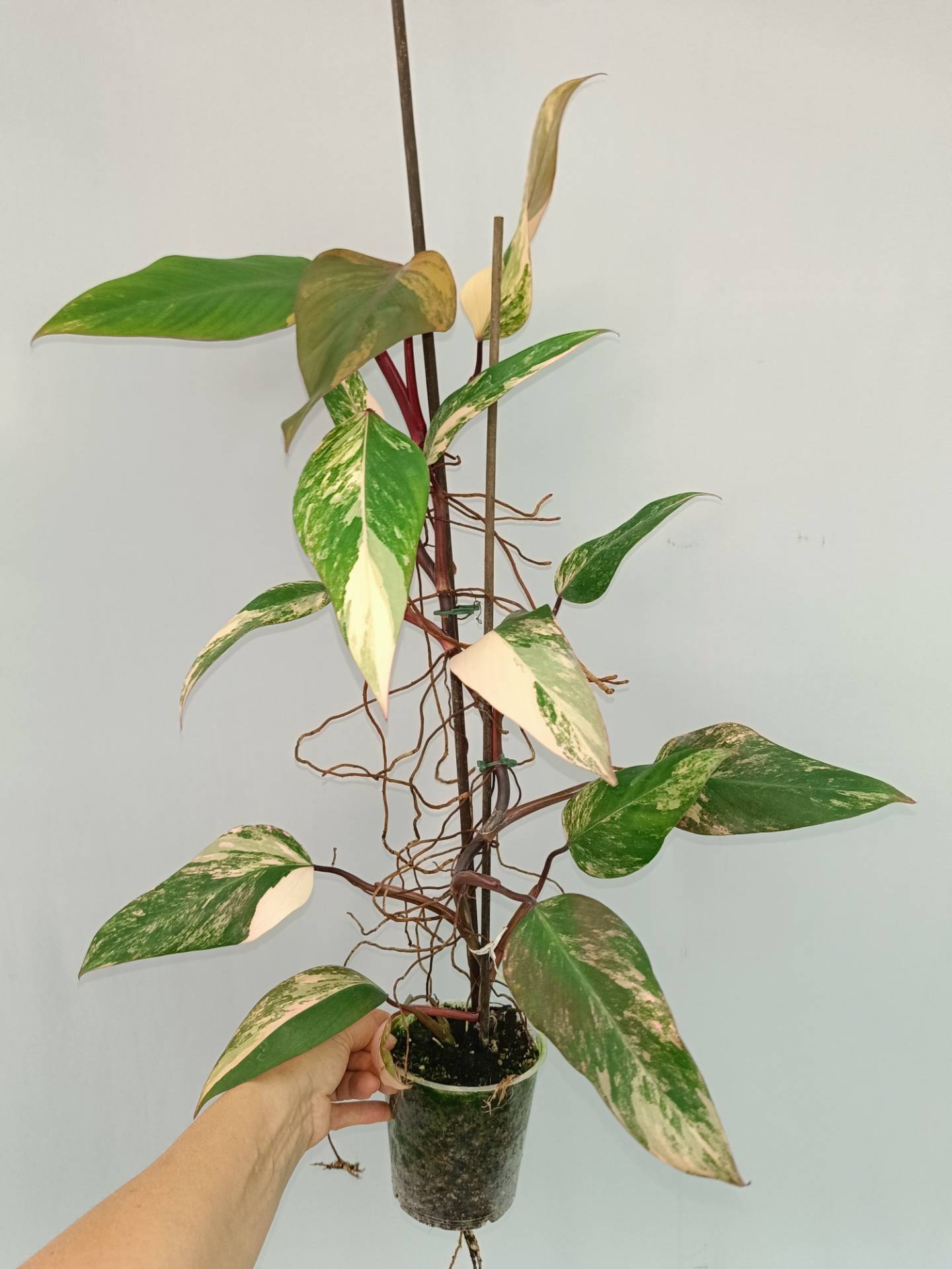 Philodendron Strawberry Shake variegata