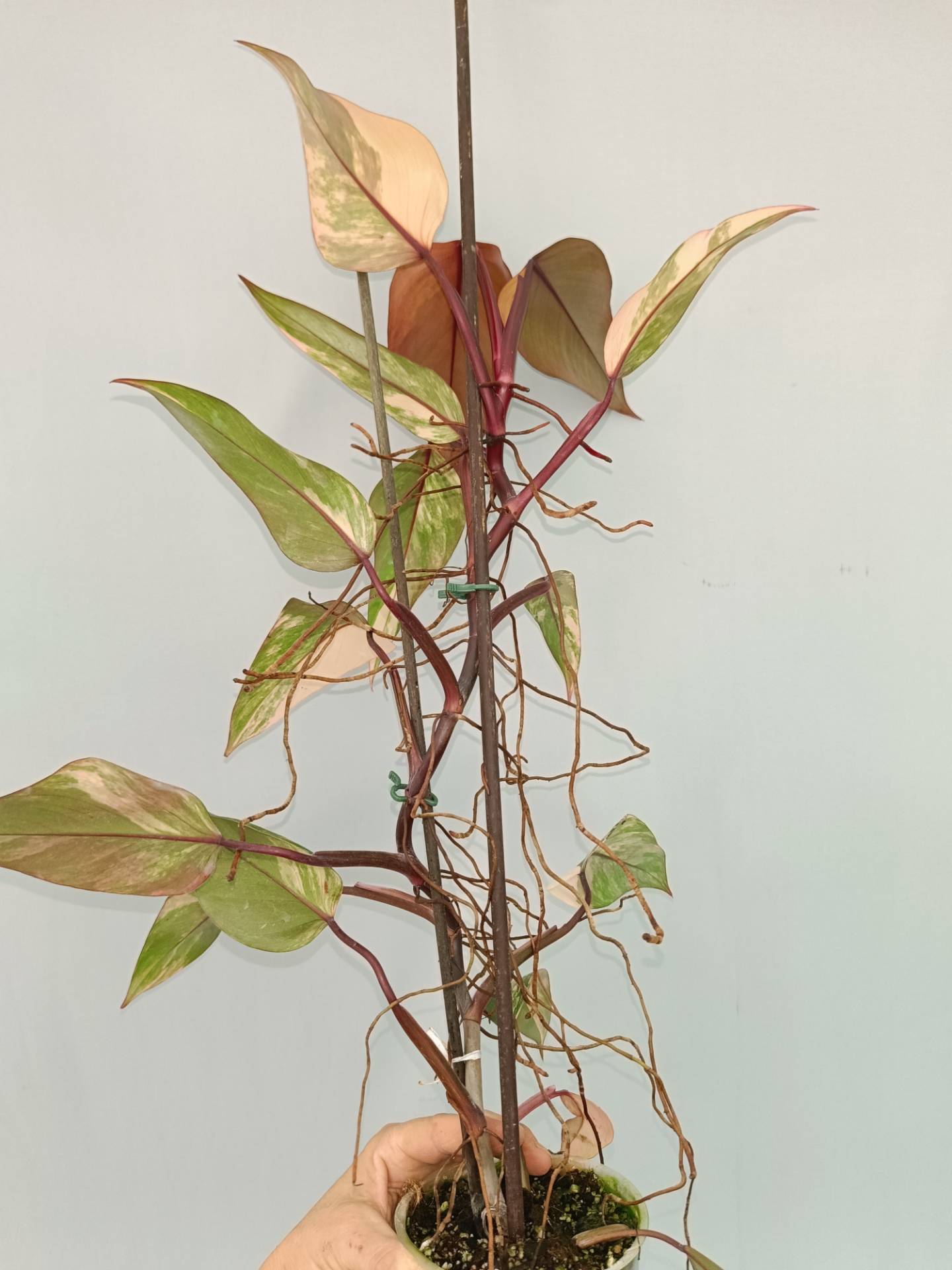 Philodendron Strawberry Shake variegata