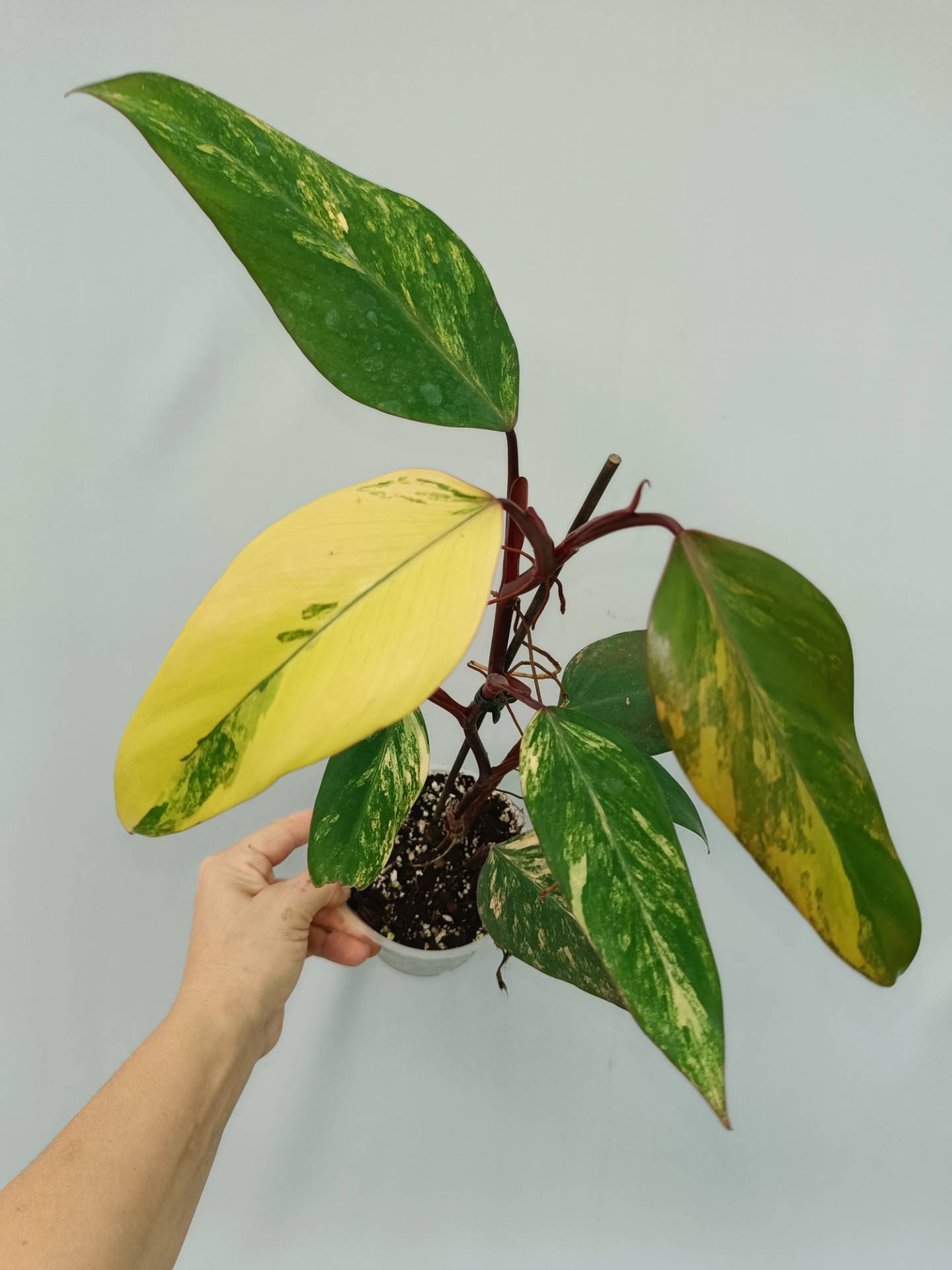 Philodendron Strawberry Shake variegata