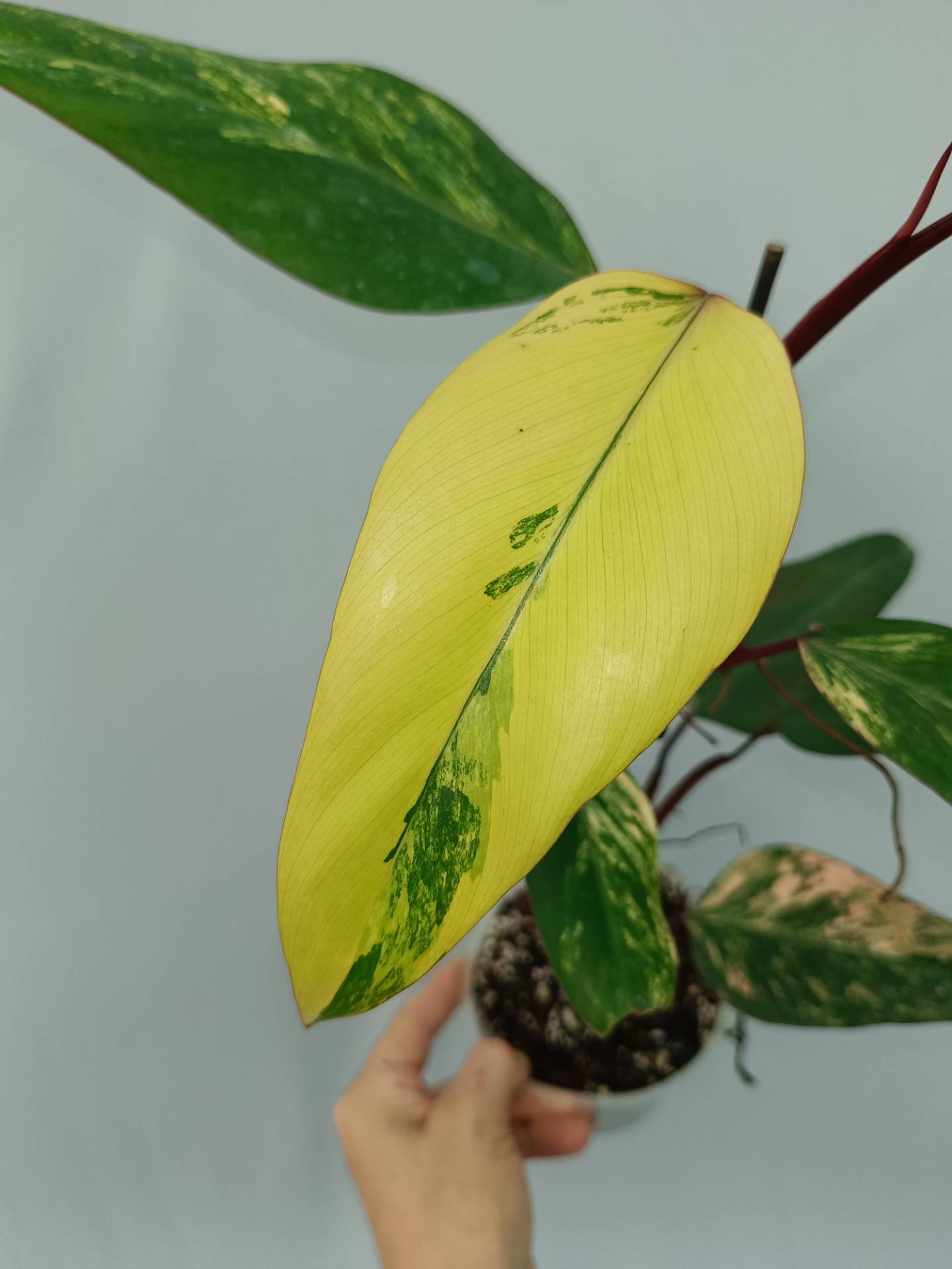 Philodendron Strawberry Shake variegata