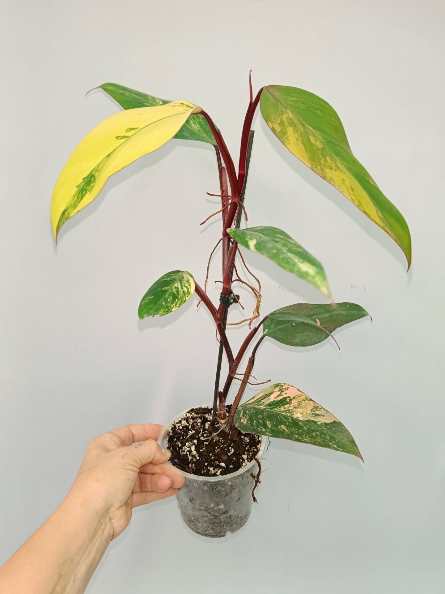 Philodendron Strawberry Shake variegata