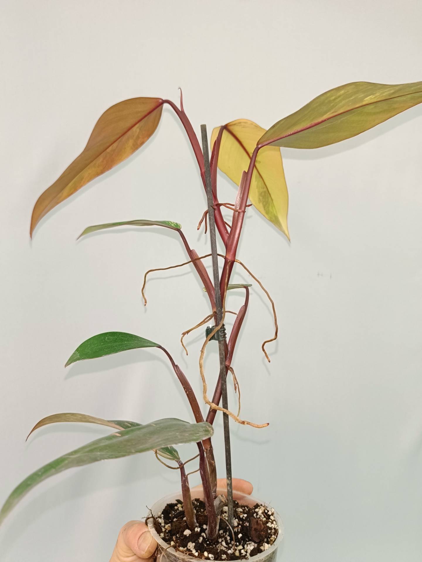 Philodendron Strawberry Shake variegata